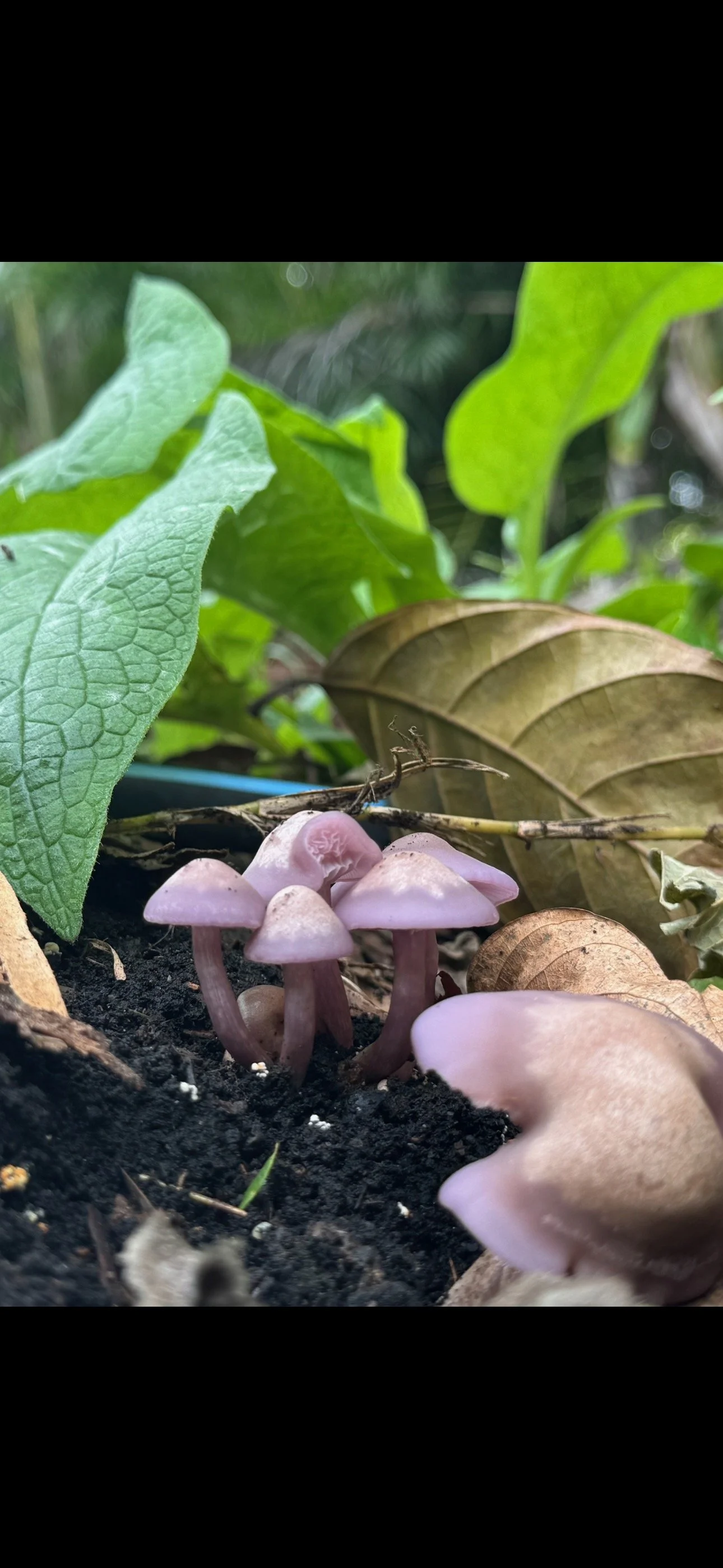 Mushrooms growing on the farm, beneath a comfrey plant.