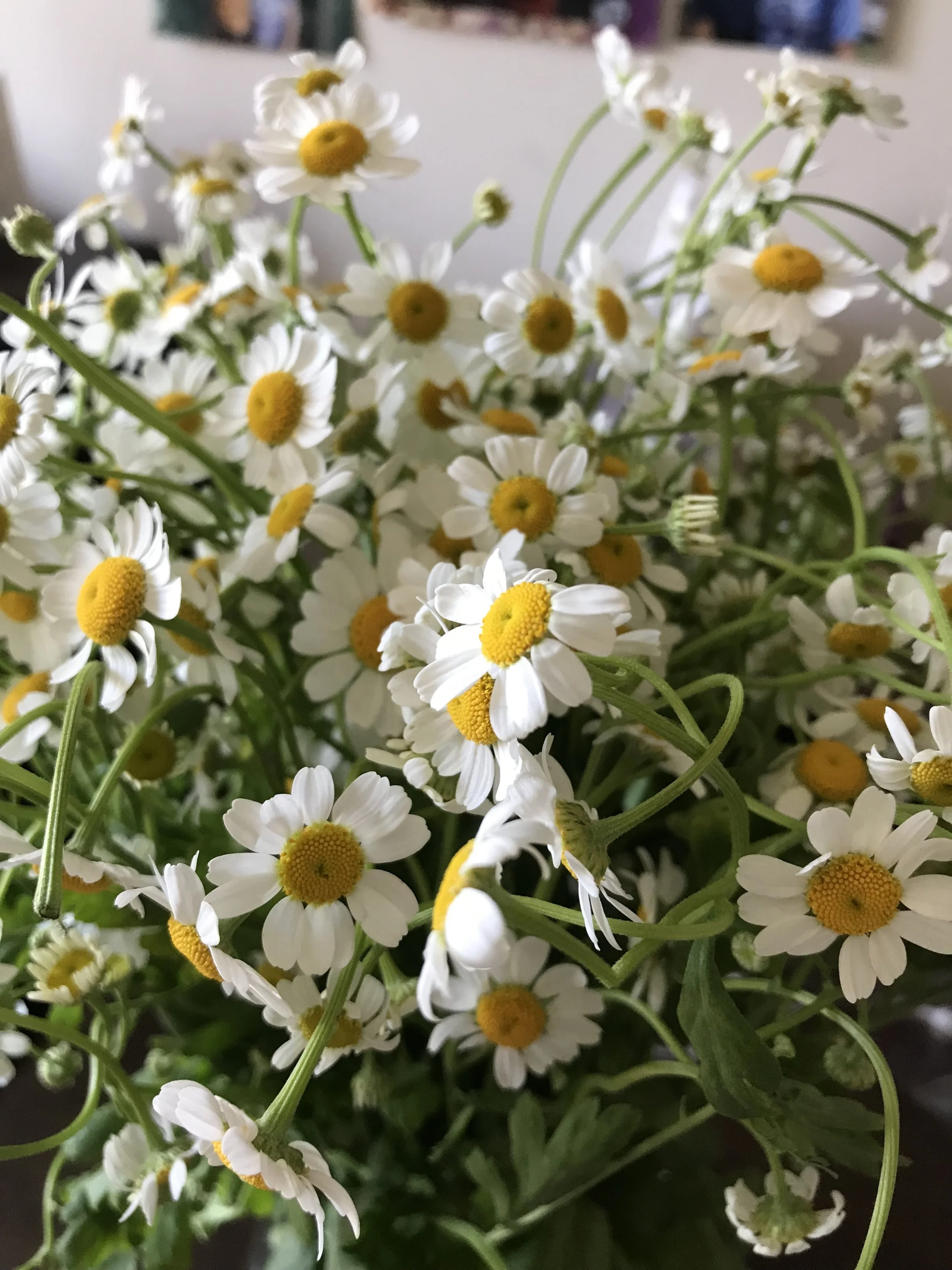 Chamomile flowers up close.