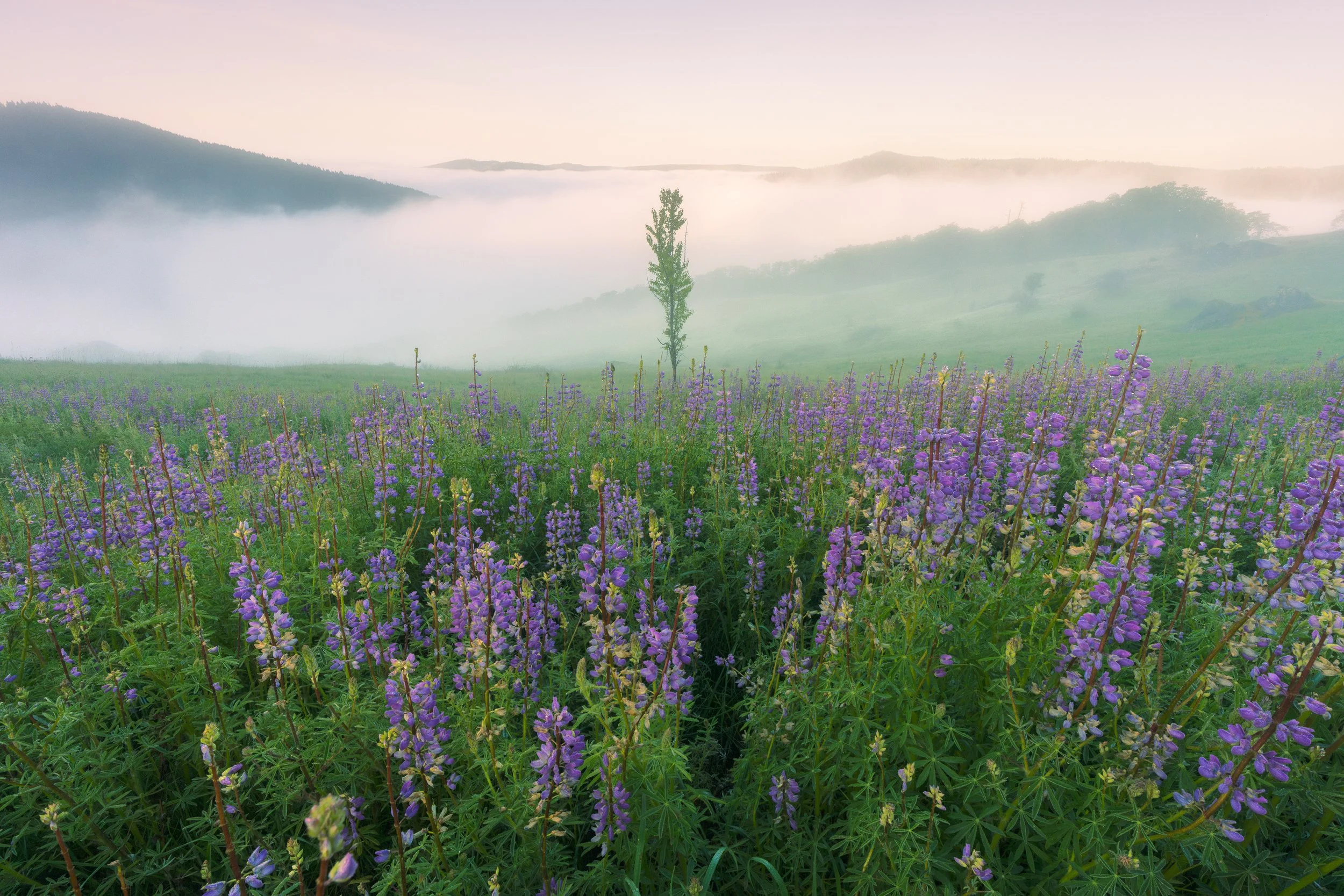 A field of purple wildflowers with a single tree and mist-covered rolling hills in the background during dawn or dusk.