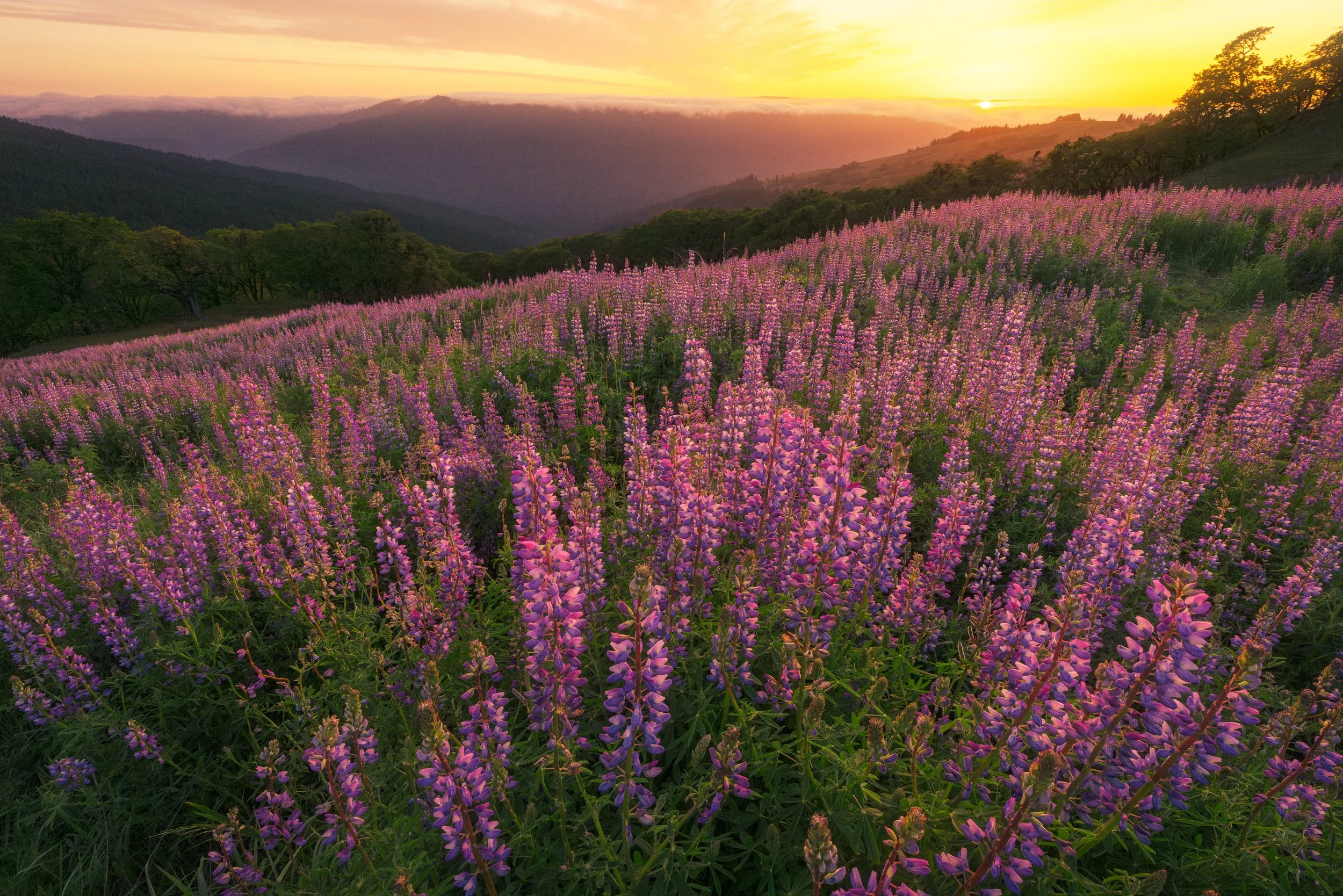 Sunset over rolling hills with a field of purple and pink wildflowers in the foreground.