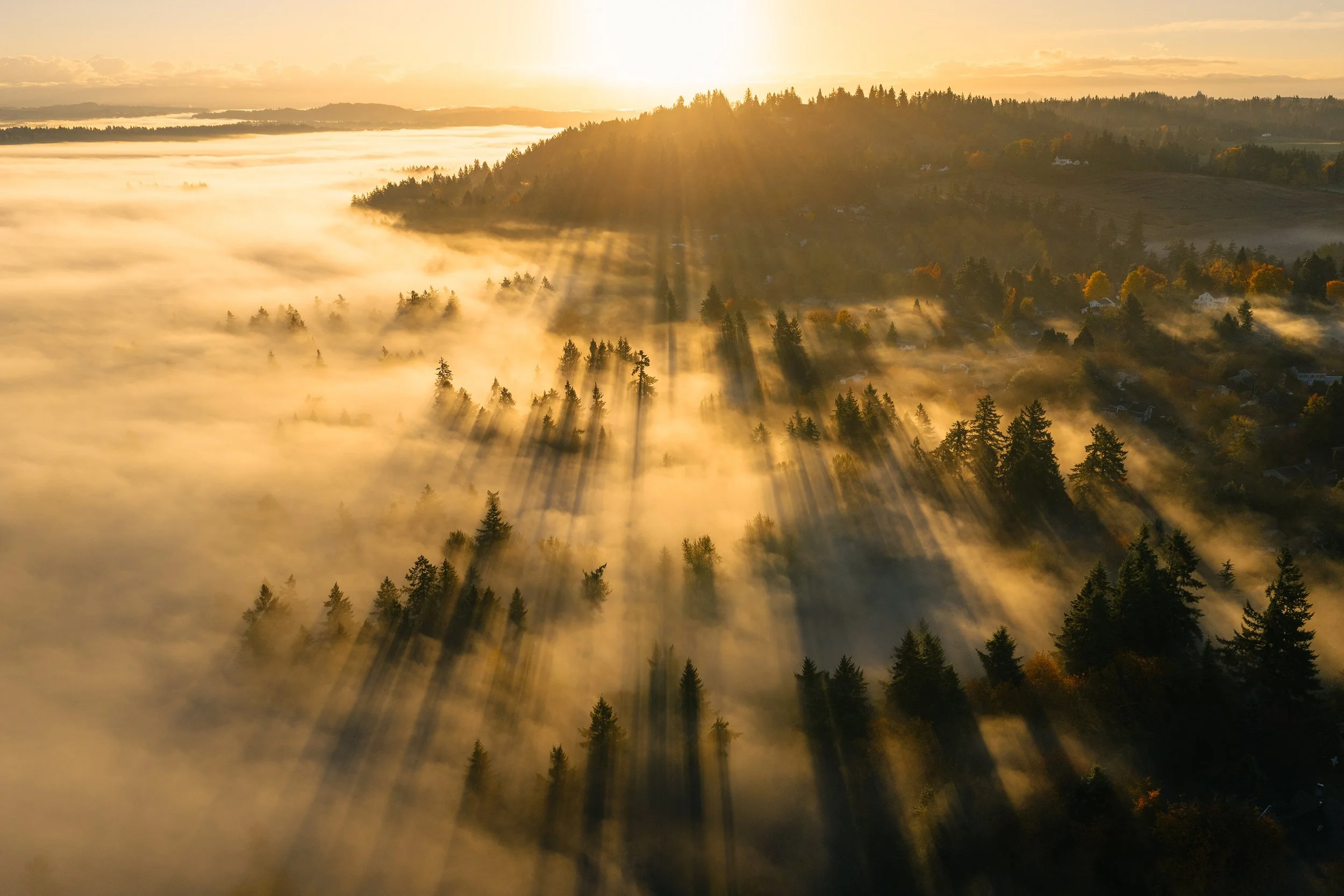 Sunrise over a forested landscape with fog and sun rays breaking through the trees.