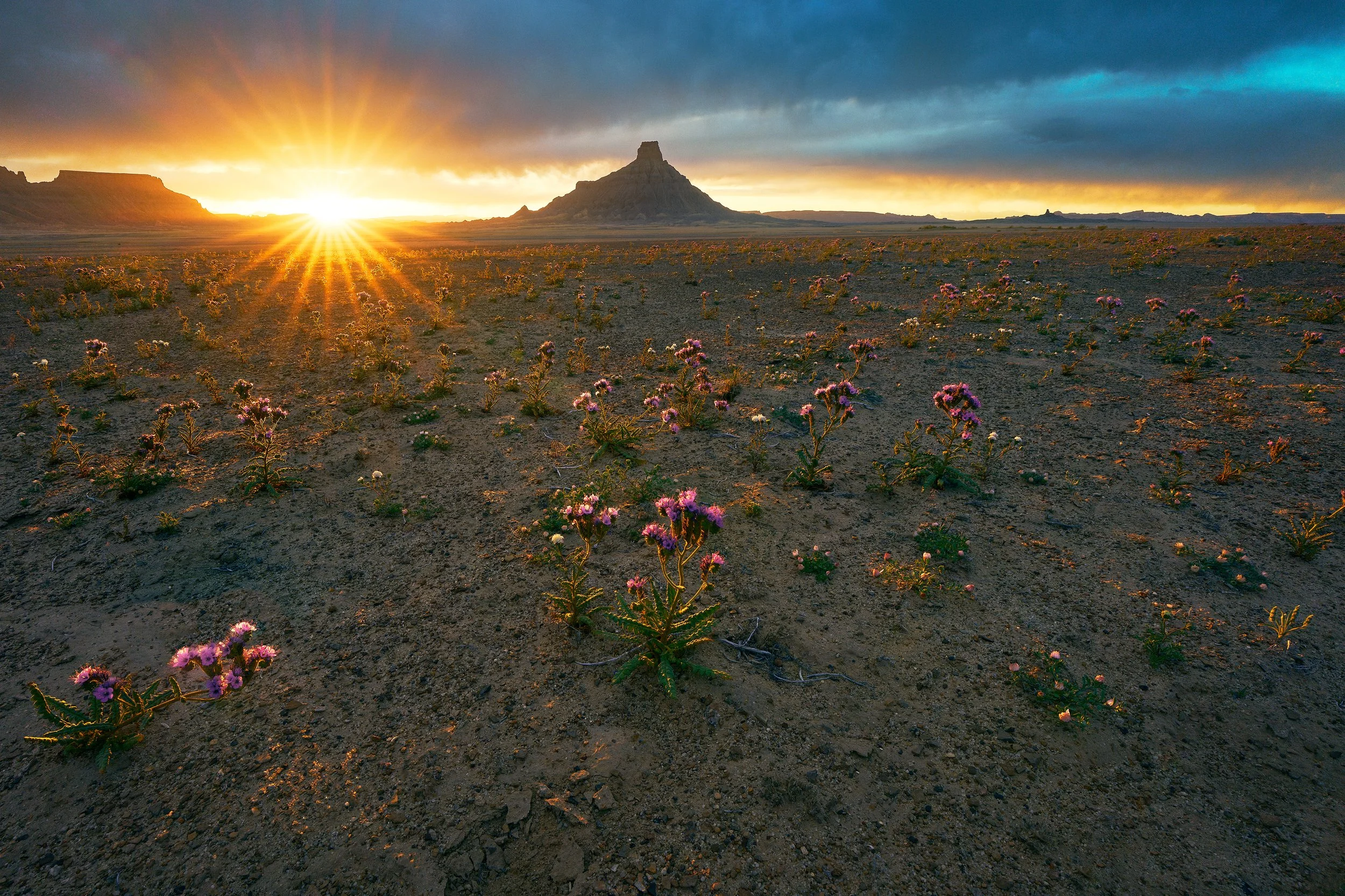 Sunrise over a desert landscape with flowering plants and a rugged mountain in the distance.