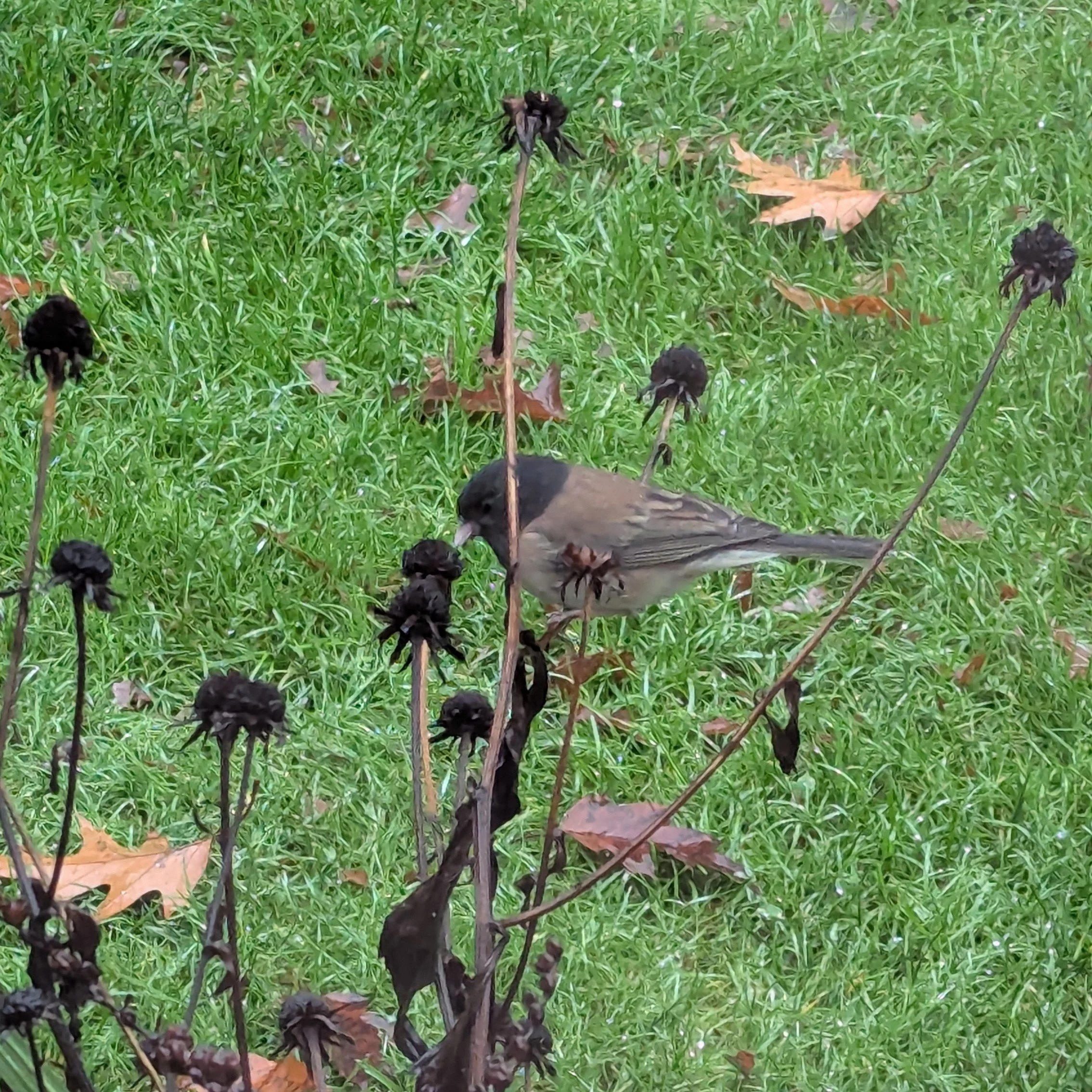 A Junco eating seeds from a flower head