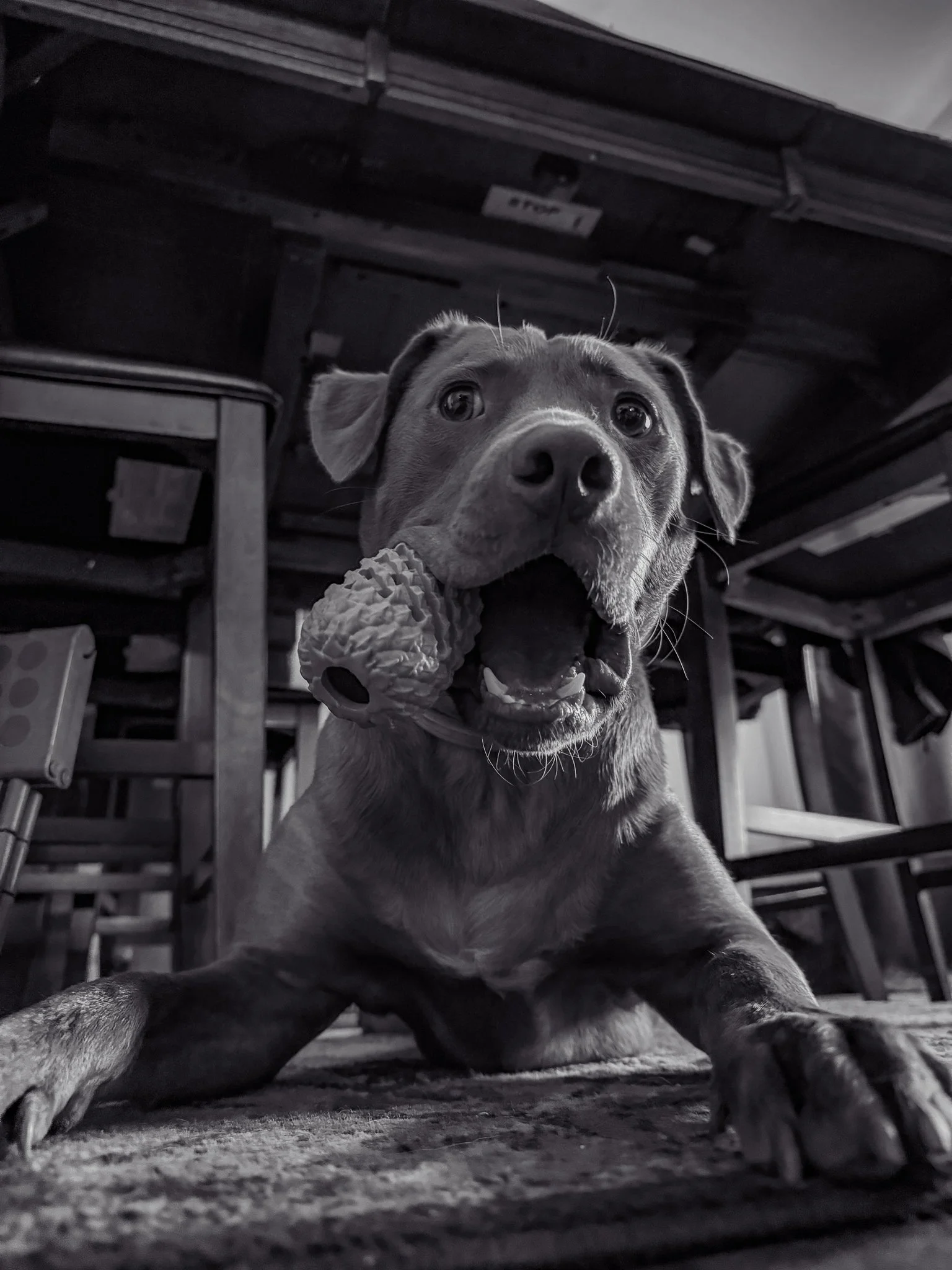 black and white-8.jpg