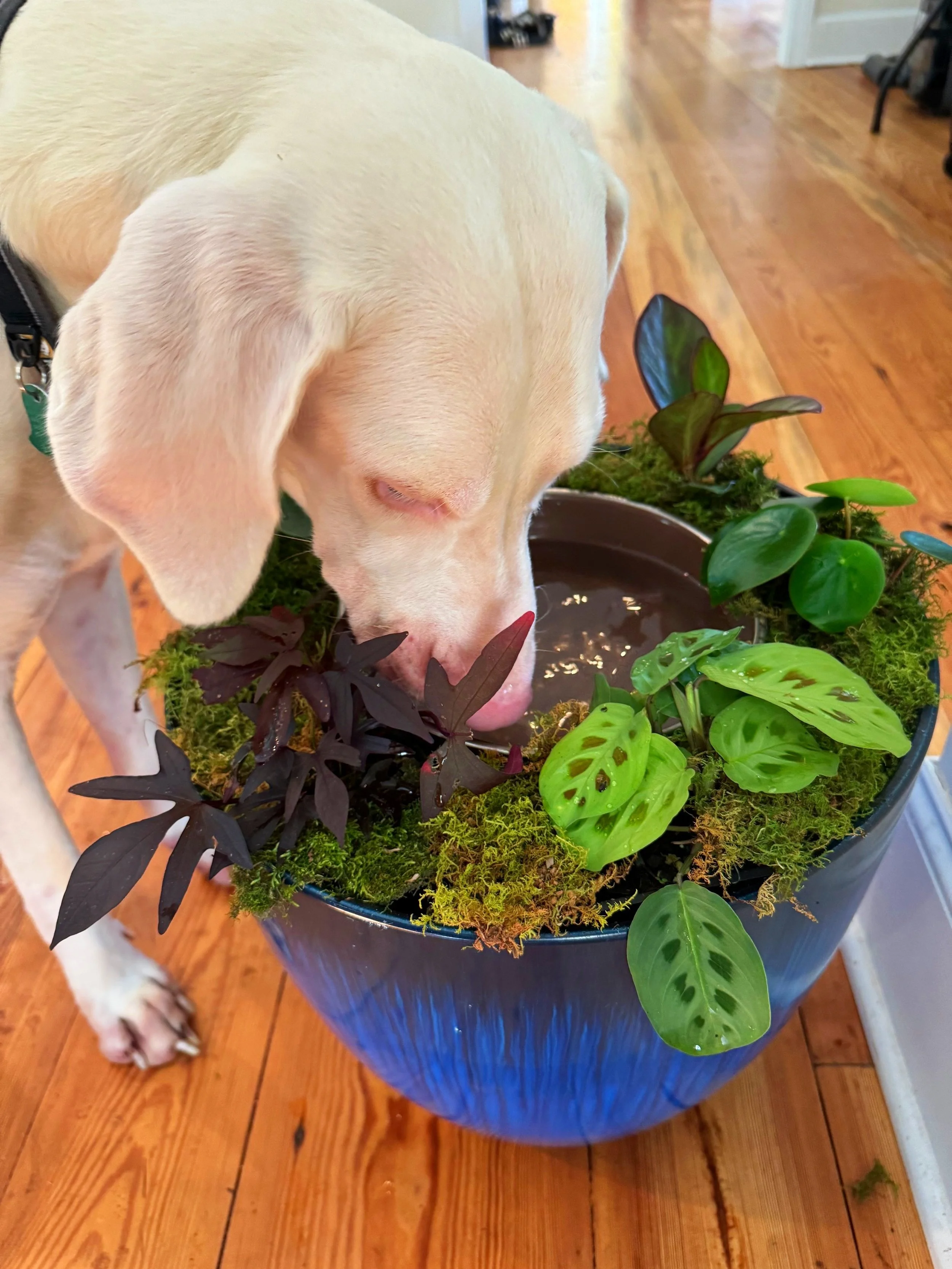 DogbowlPlanter1.jpg