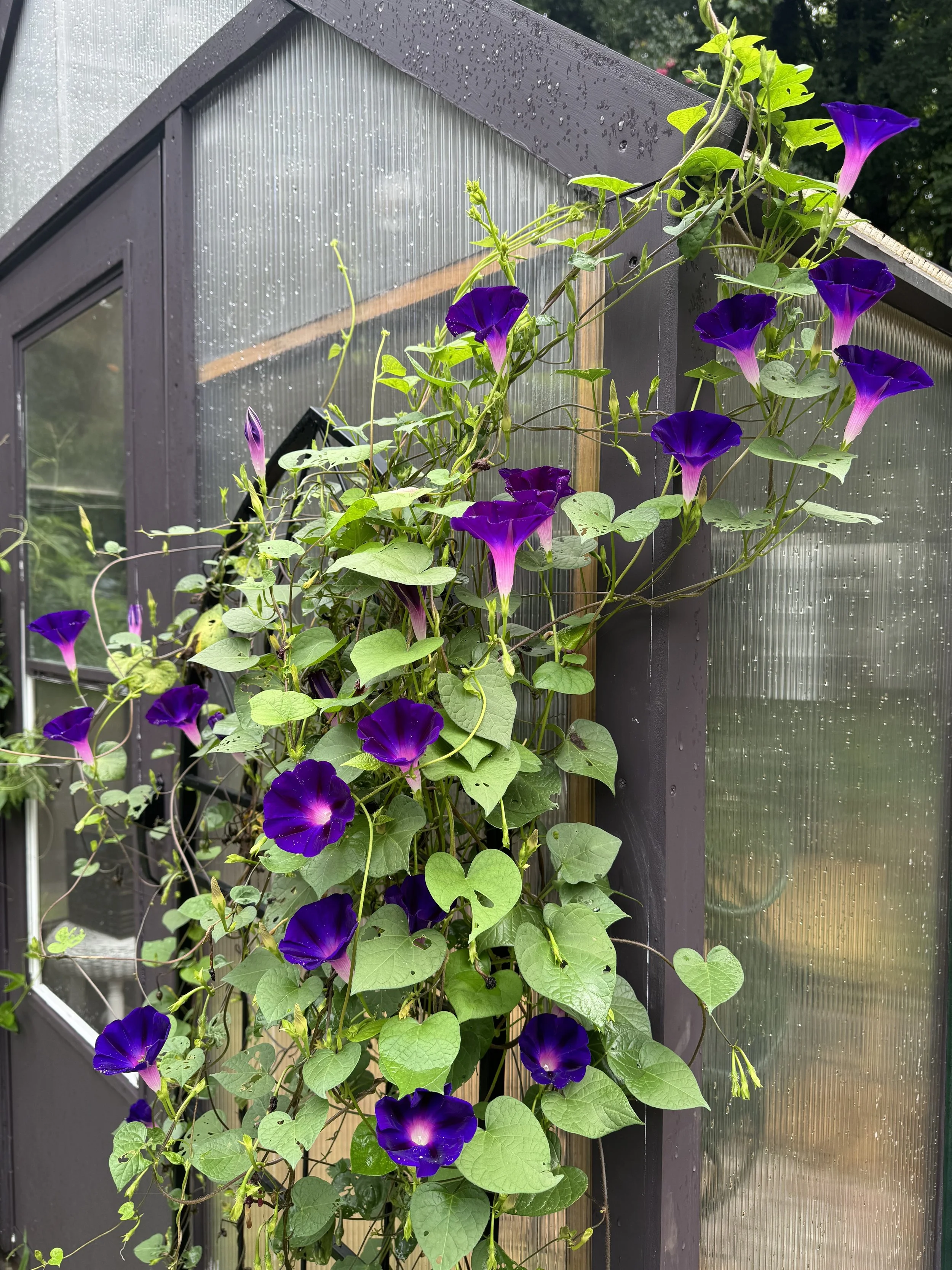 Morning Glory 2.jpeg