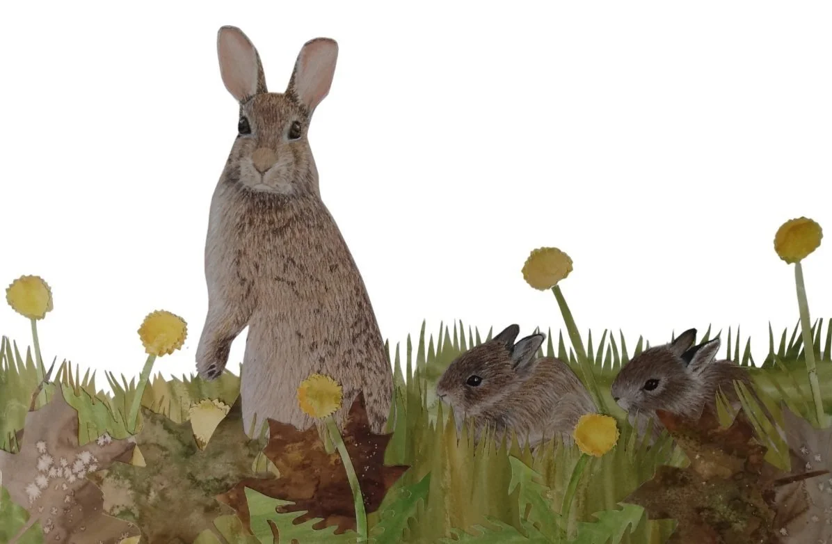rabbit.jpg
