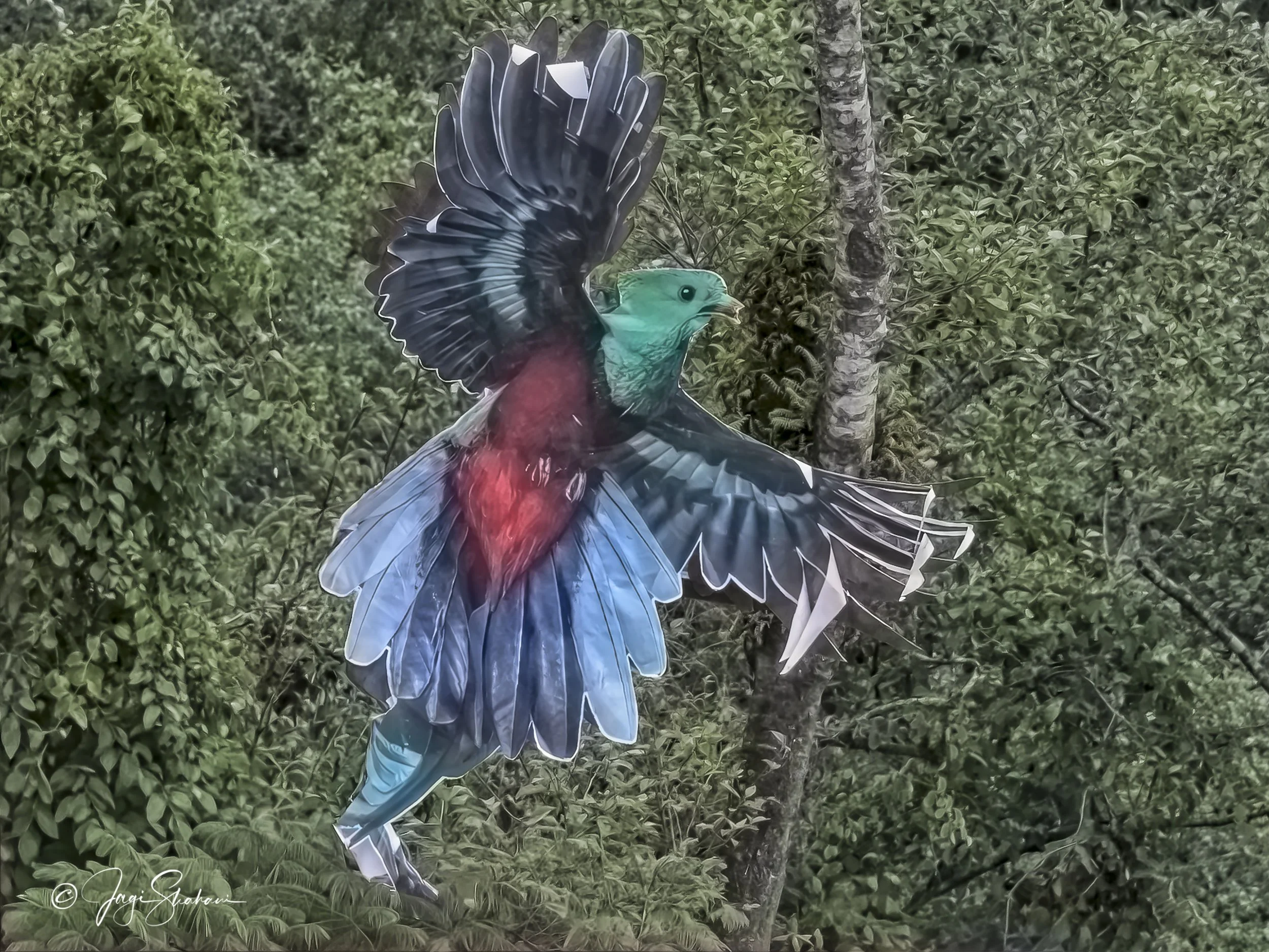 Flying Quetzal.jpg