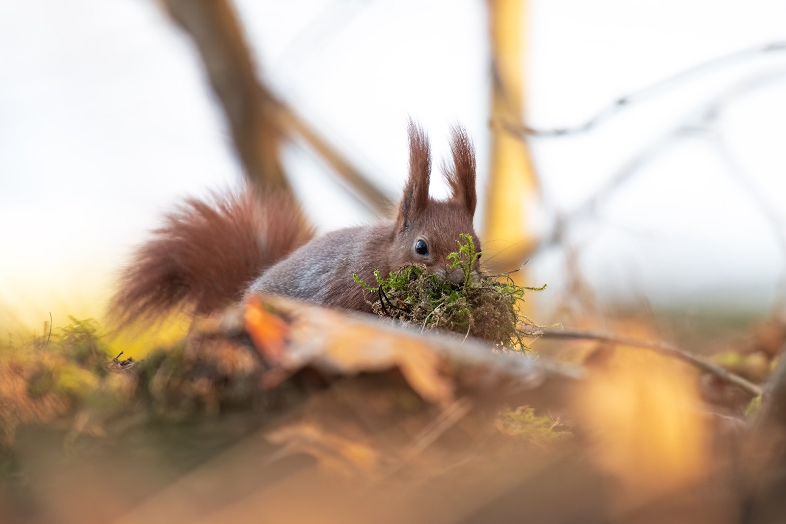 Wildlife-Photography-PTDZ-Poland-x45.jpg