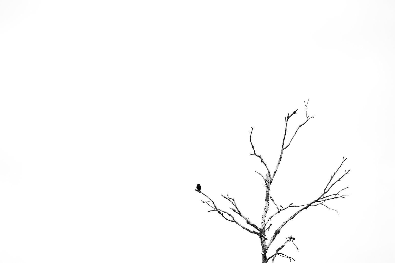 Wildlife-Photography-PTDZ-Poland-x8.jpg