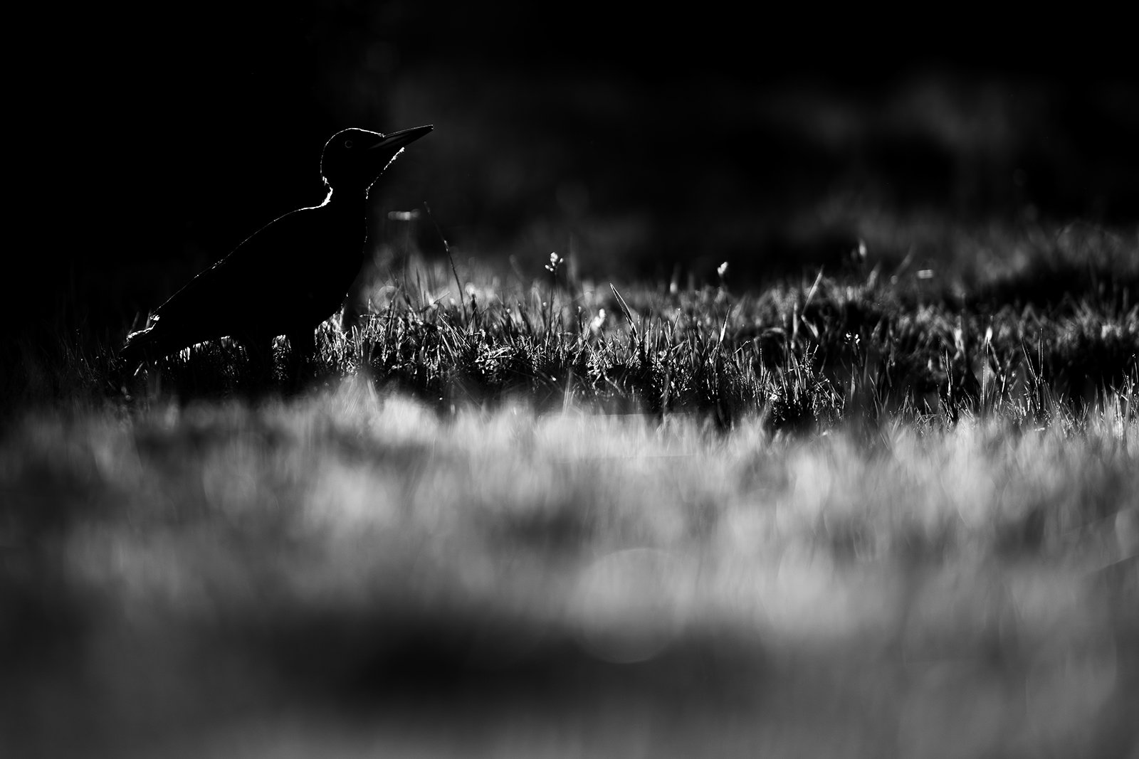 Wildlife-Photography-PTDZ-Poland-x5.jpg