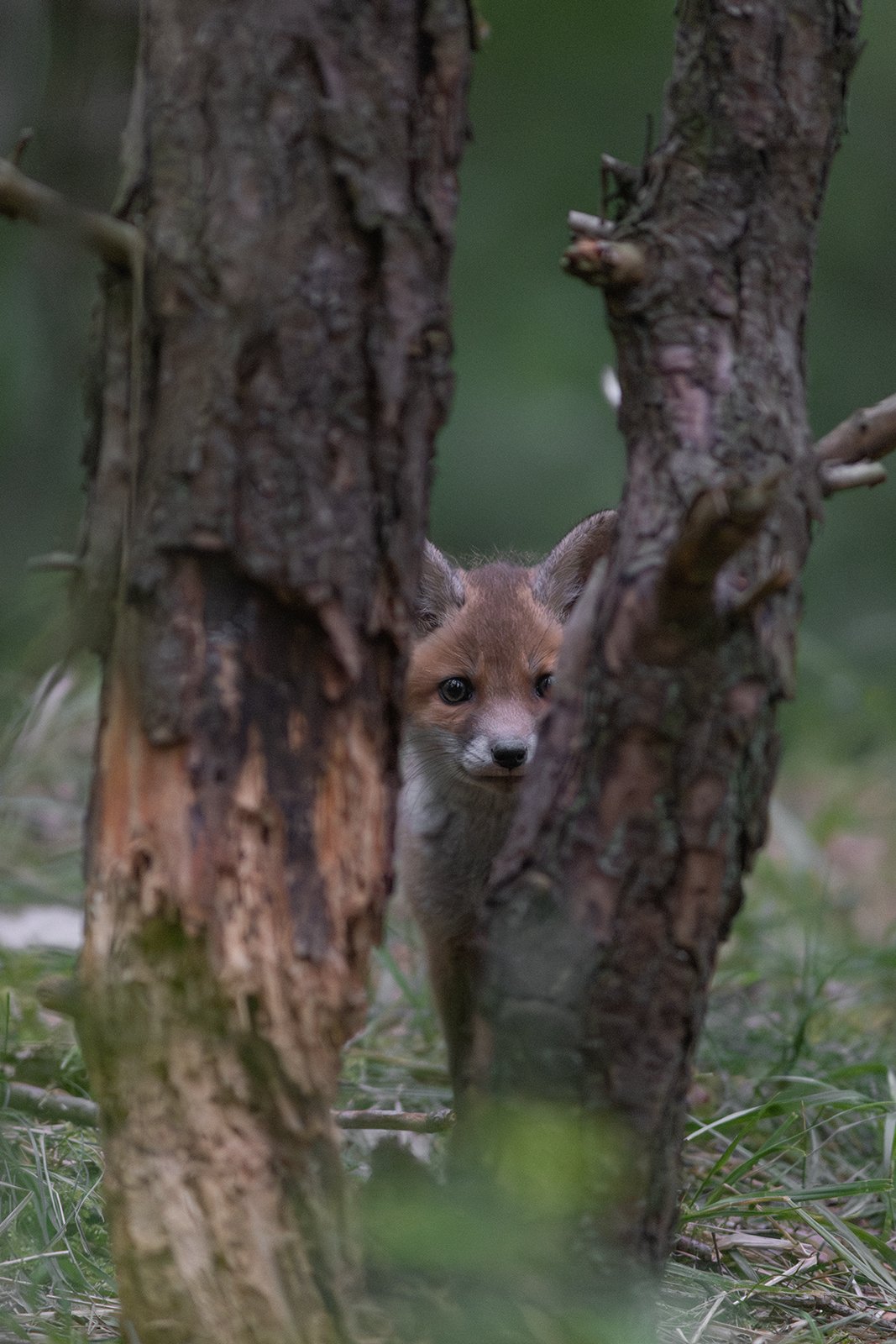 Wildlife-Photography-PTDZ-Poland-x68.jpg