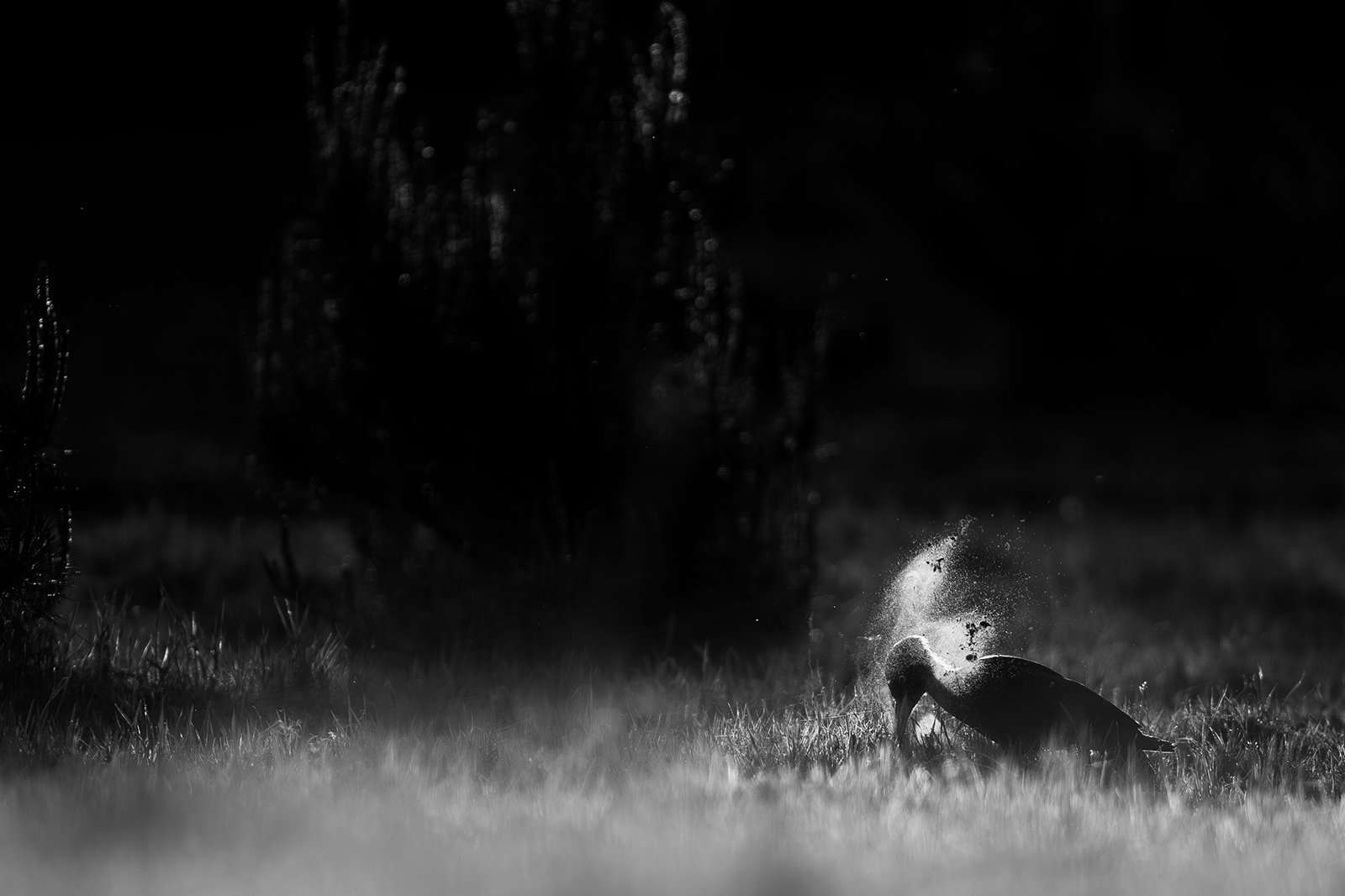 Wildlife-Photography-PTDZ-Poland-x62.jpg