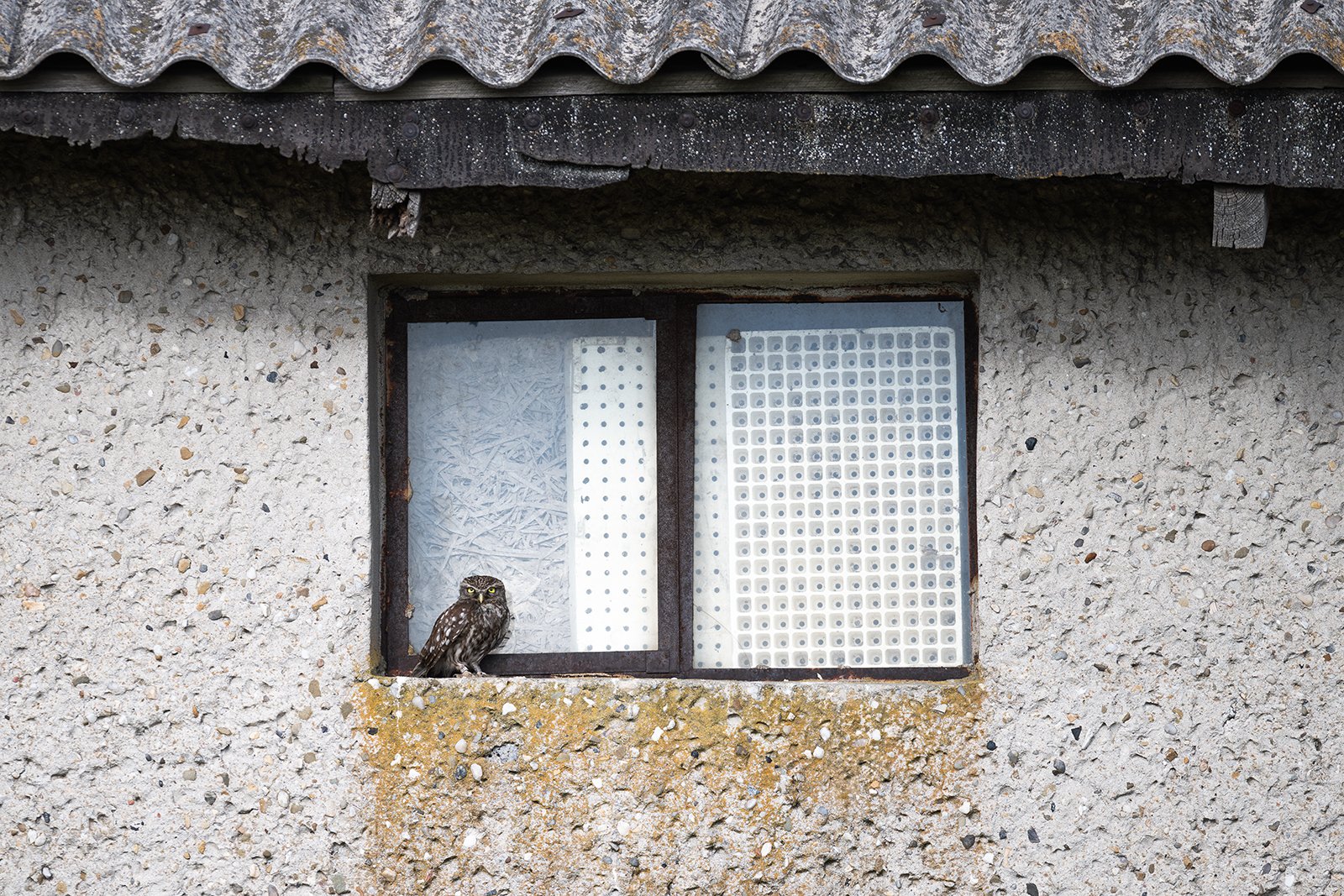 Wildlife-Photography-PTDZ-Poland-x3.jpg