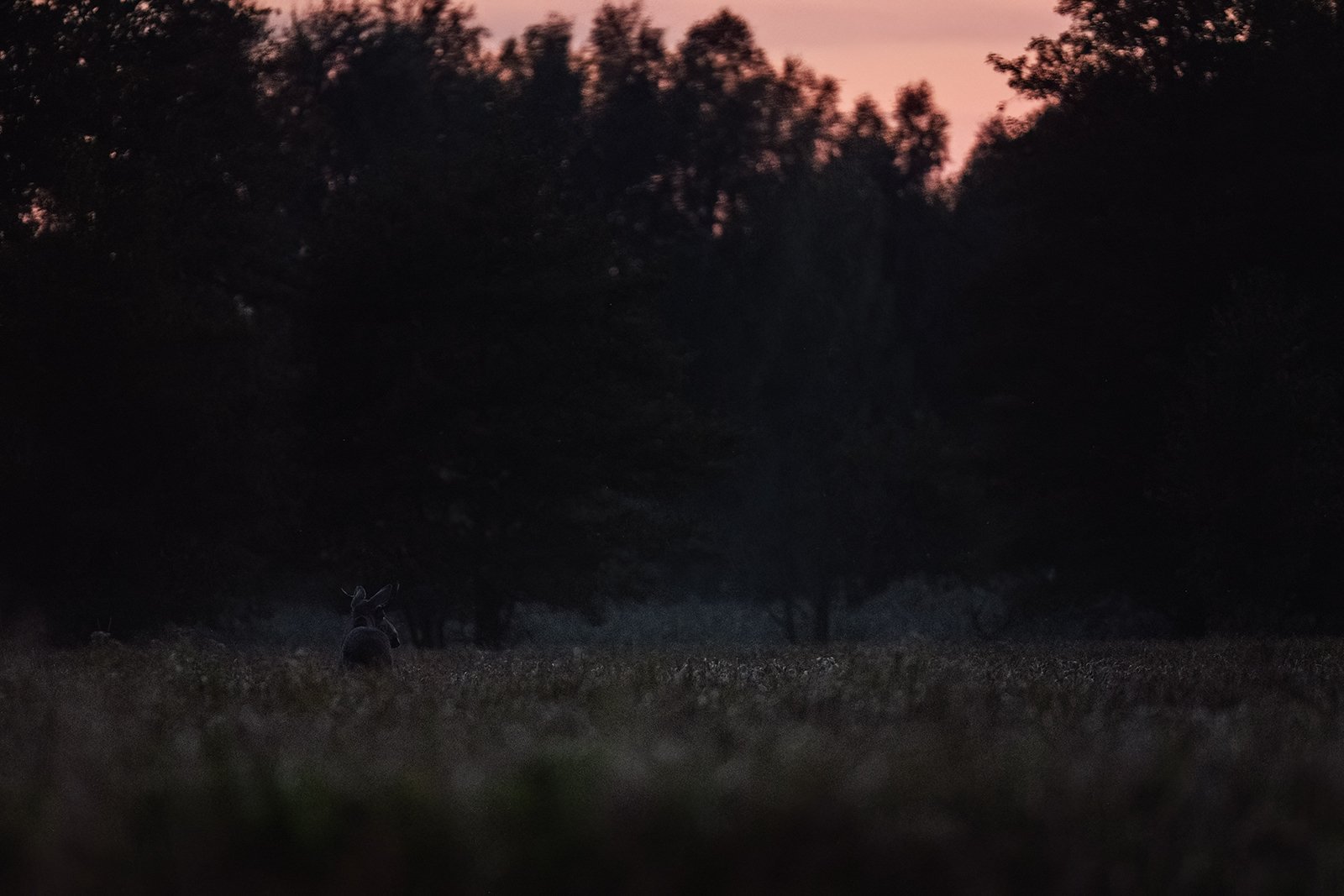 Wildlife-Photography-PTDZ-Poland-Moose.jpg