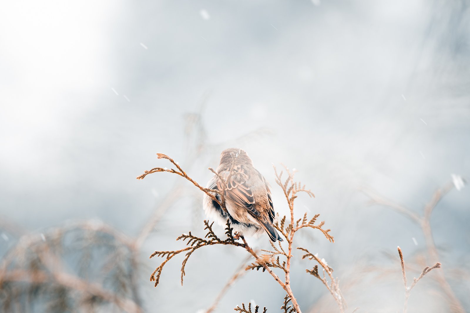 Wildlife-Photography-PTDZ-Poland-House-Sparrow.jpg