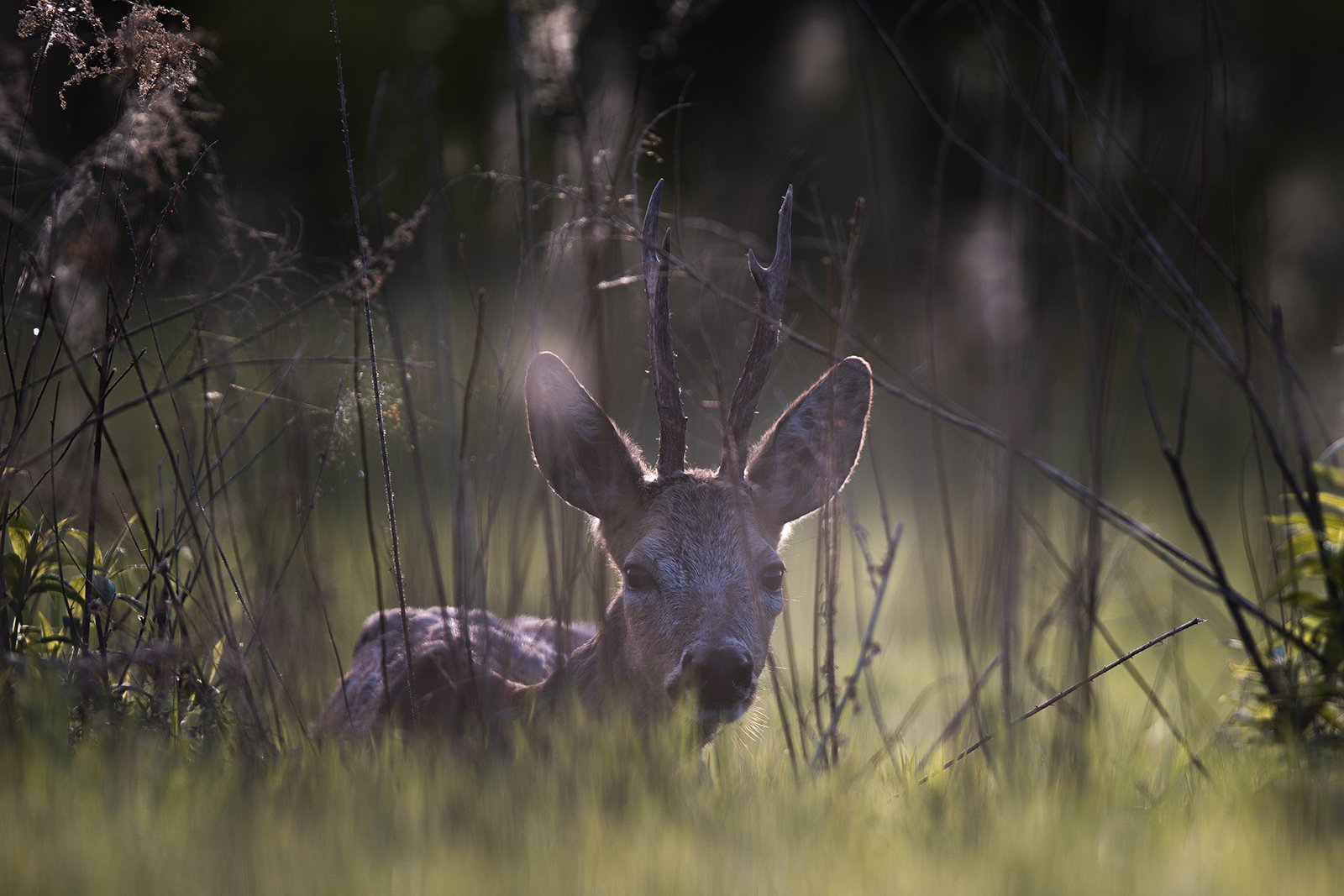Wildlife-Photography-PTDZ-Poland-x2.jpg