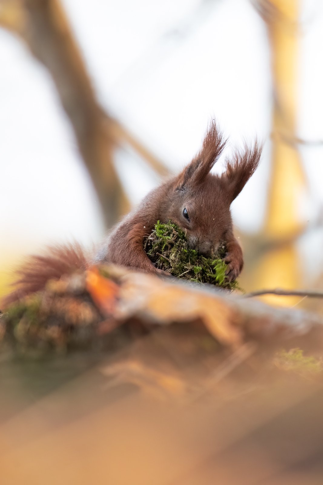 Wildlife-Photography-PTDZ-Poland-x46.jpg