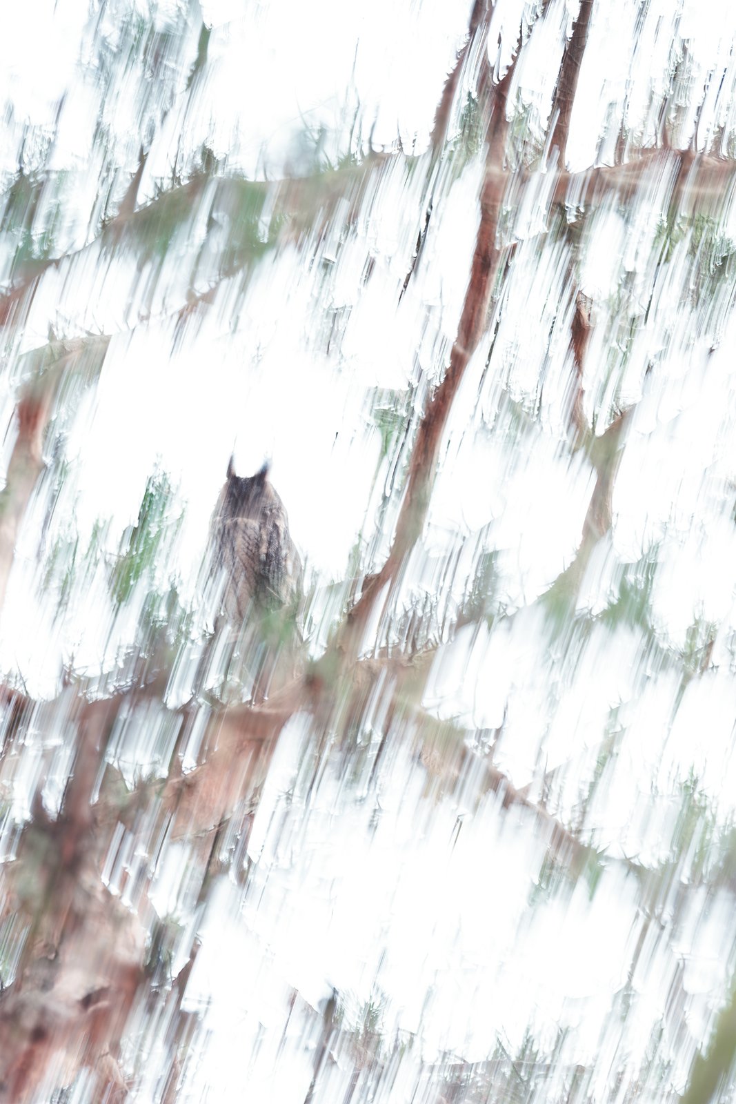 Wildlife-Photography-PTDZ-Poland-x42.jpg