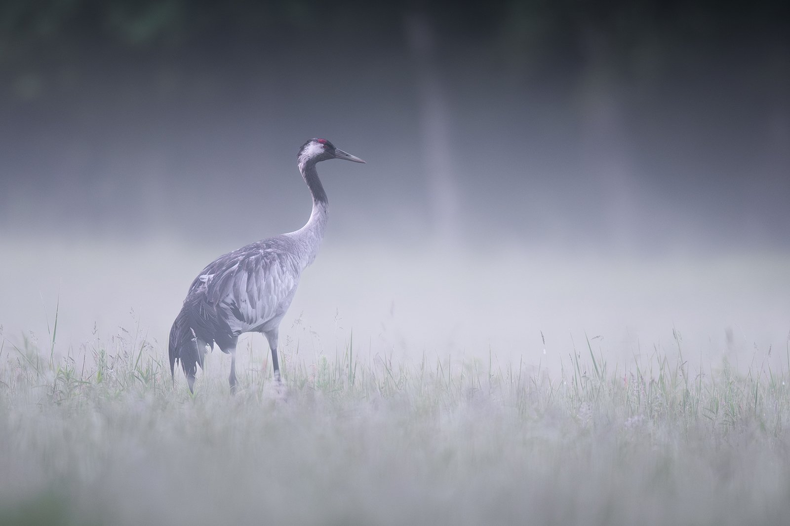 Wildlife-Photography-PTDZ-Poland-x65.jpg