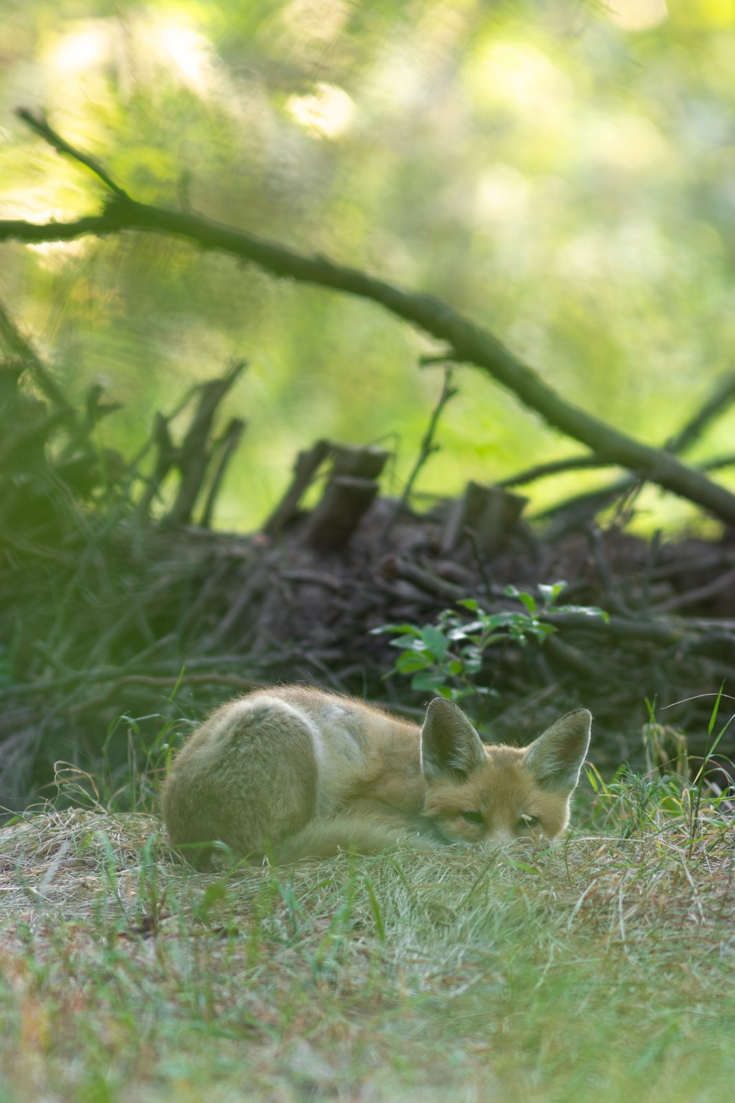 Wildlife-Photography-PTDZ-Poland-x64.jpg