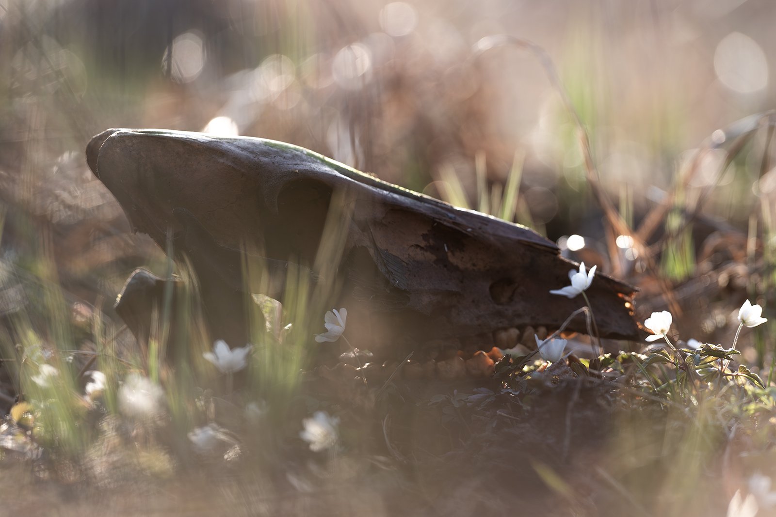 Wildlife-Photography-PTDZ-Poland-x50.jpg