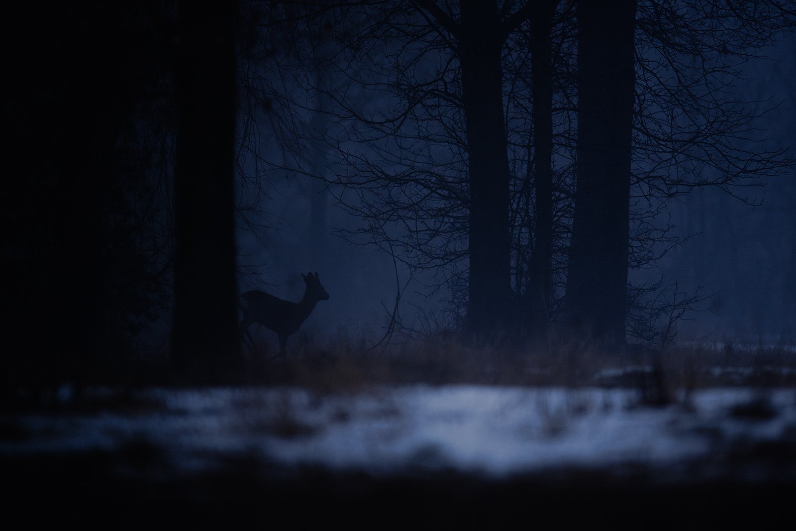 Wildlife-Photography-PTDZ-Poland-x43.jpg