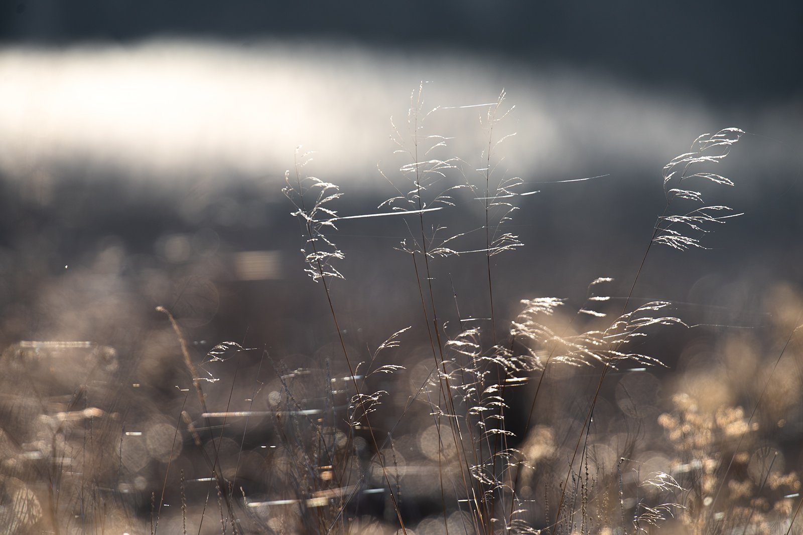 Wildlife-Photography-PTDZ-Poland-x48.jpg