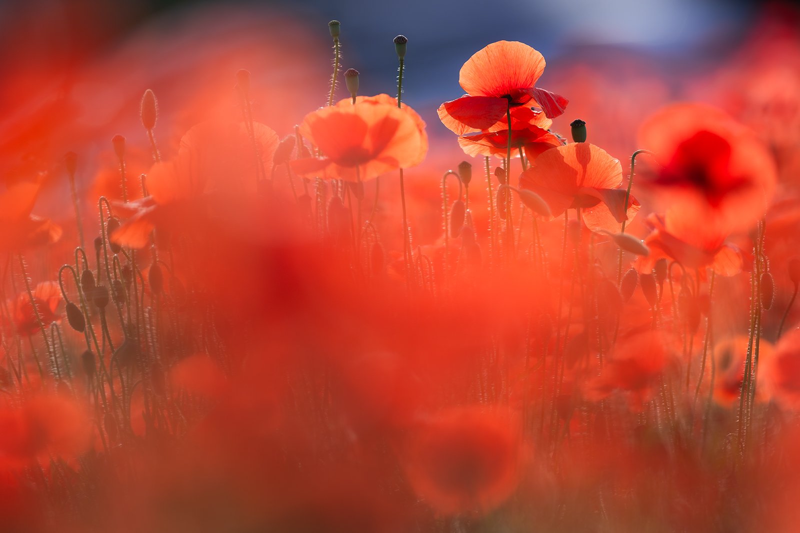 Wildlife-Photography-PTDZ-Poland-x69.jpg