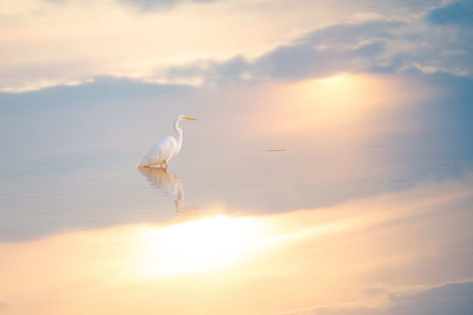 Wildlife-Photography-PTDZ-Poland-White-Heron-88.jpg