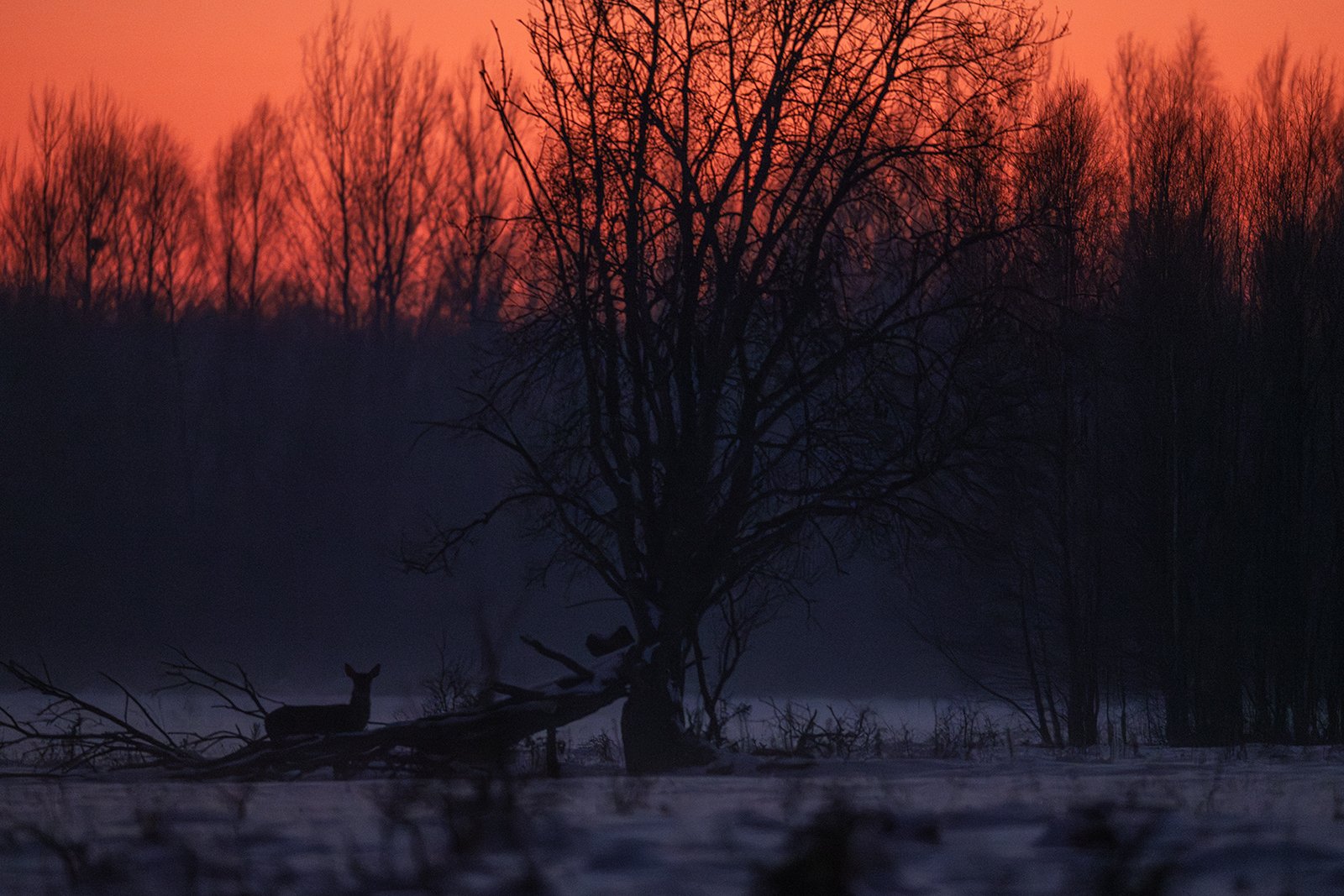 Wildlife-Photography-PTDZ-Poland-x34.jpg
