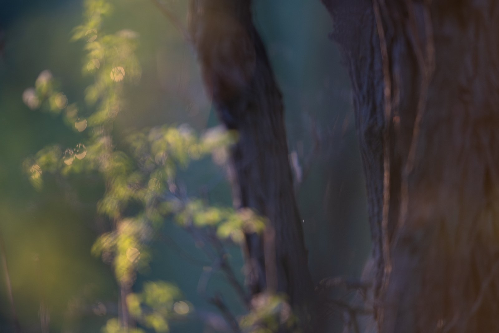 Wildlife-Photography-PTDZ-Poland-x61.jpg