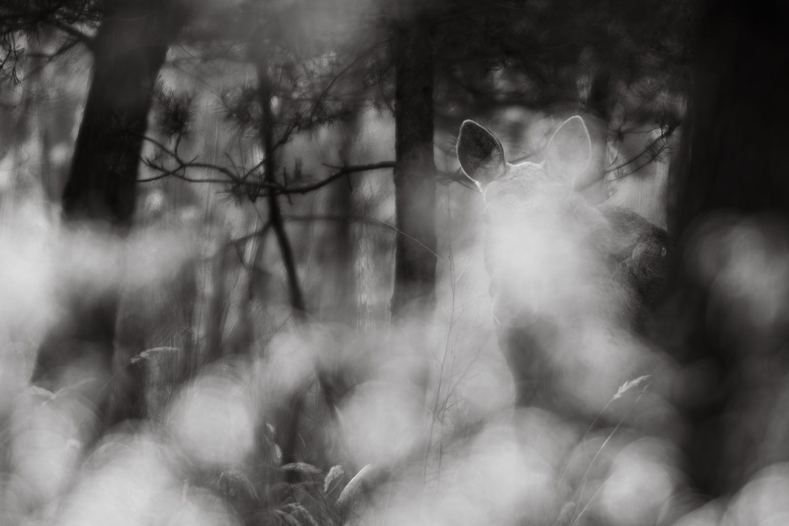 Wildlife-Photography-PTDZ-Poland-x44.jpg