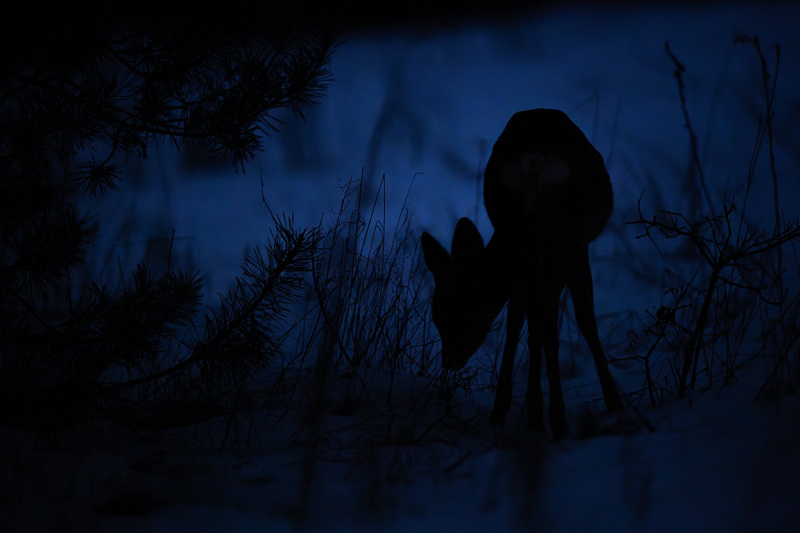 Wildlife-Photography-PTDZ-Poland-x37.jpg
