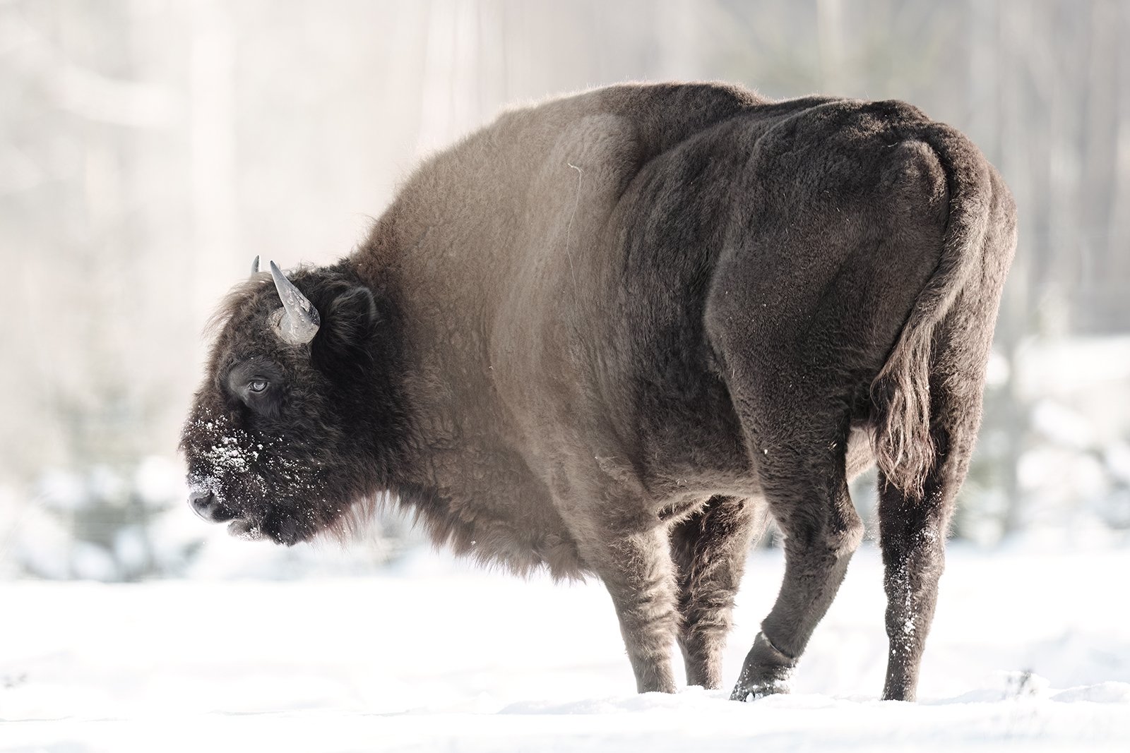 Wildlife-Photography-PTDZ-Poland-x32.jpg