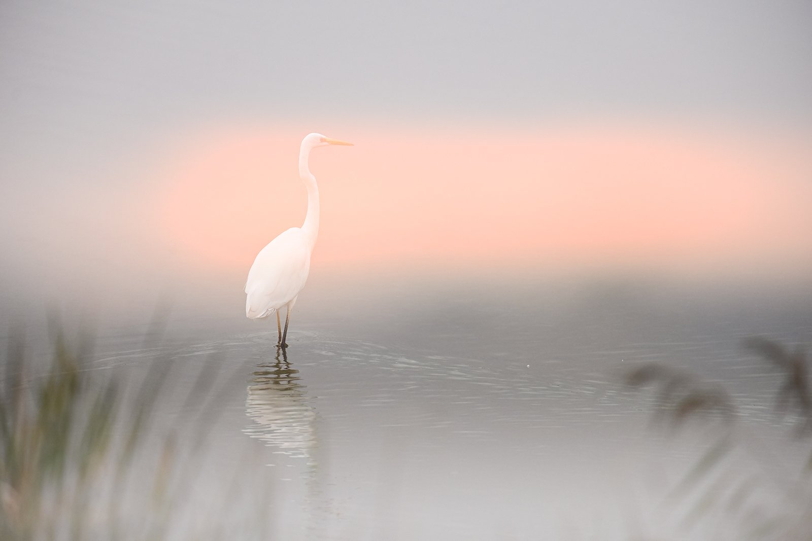 Wildlife-Photography-PTDZ-Poland-White-Heron.jpg