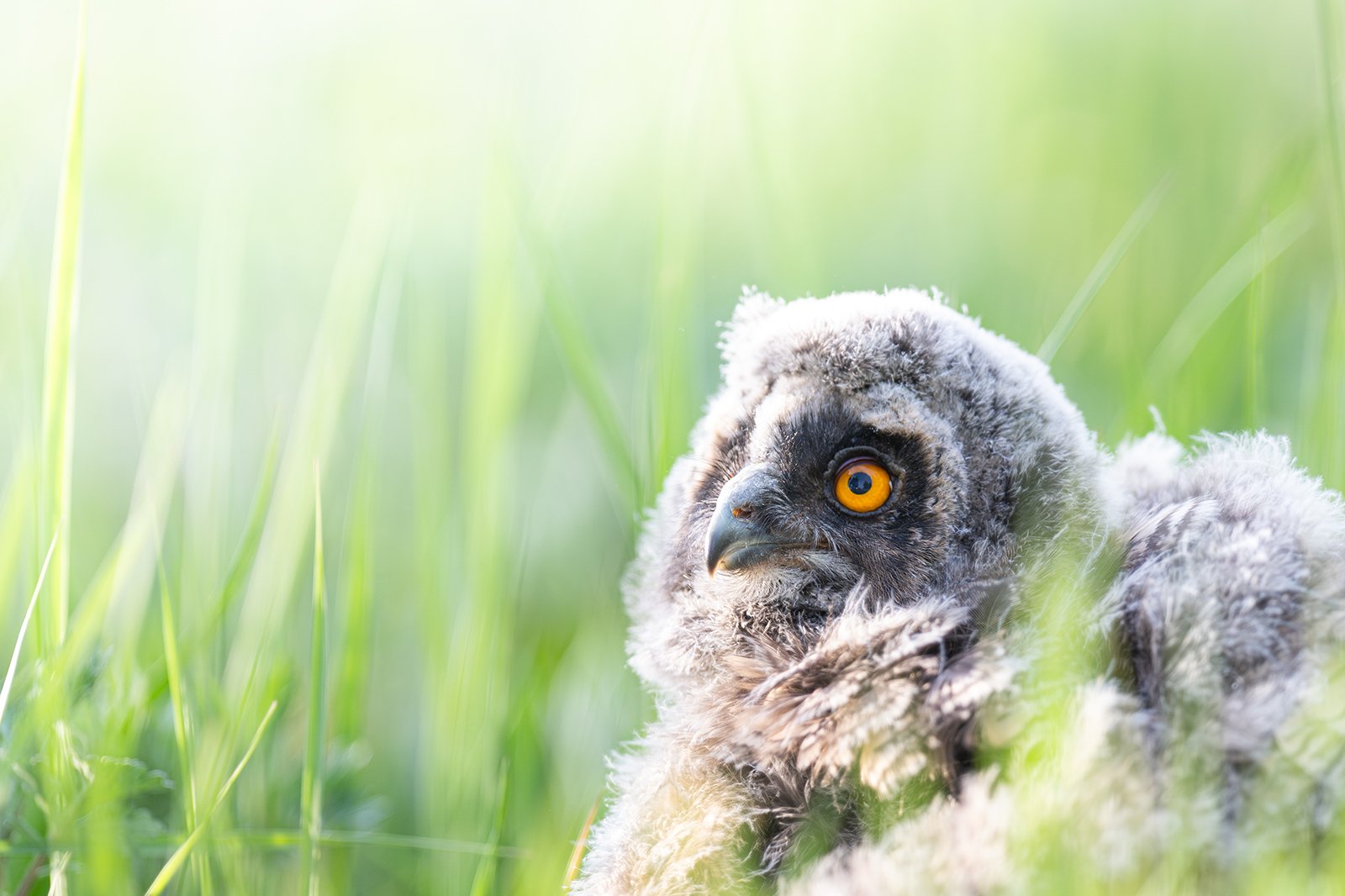 Wildlife-Photography-PTDZ-Poland-Owls-6.jpg