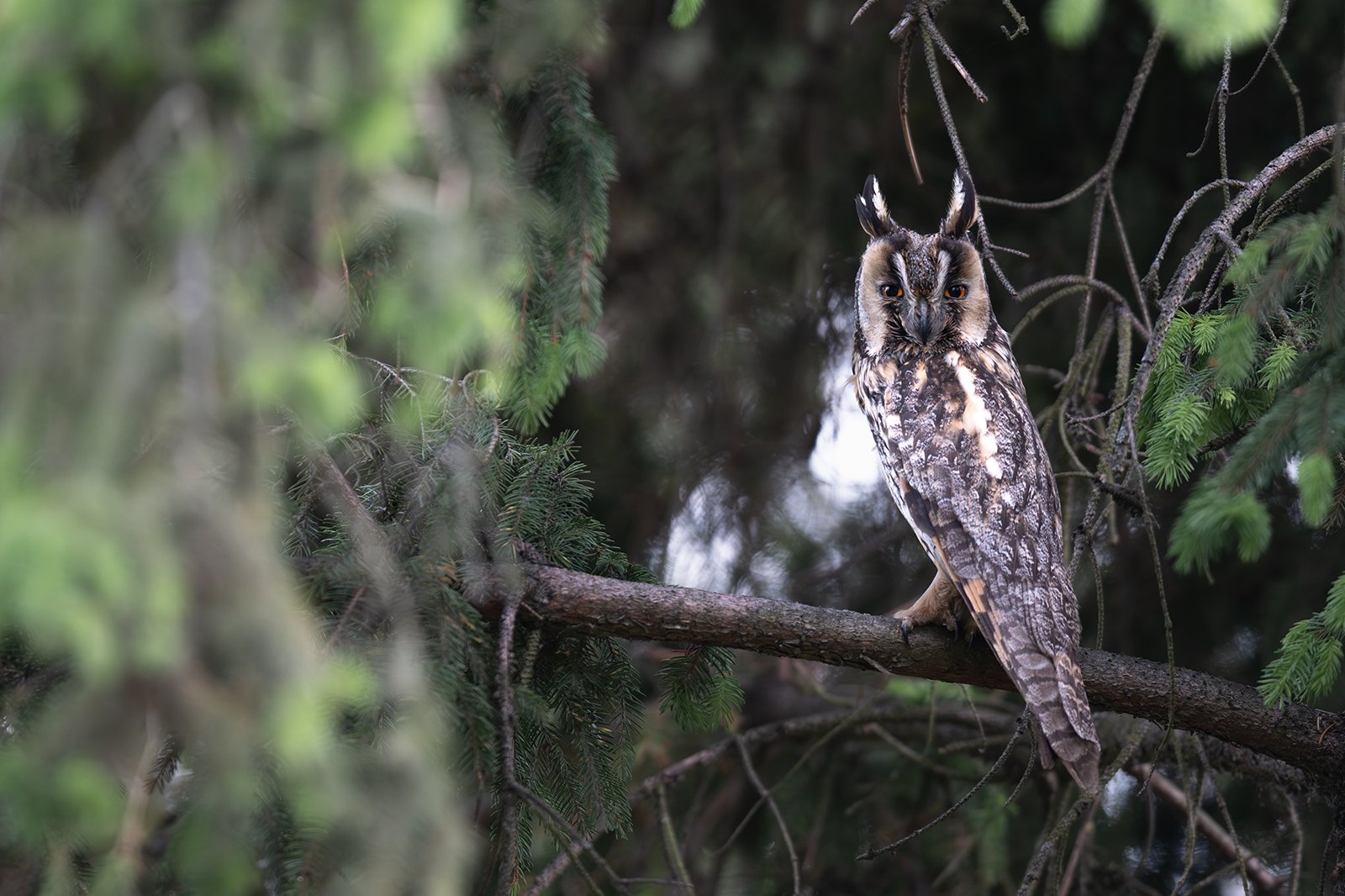 Wildlife-Photography-PTDZ-Poland-x1.jpg