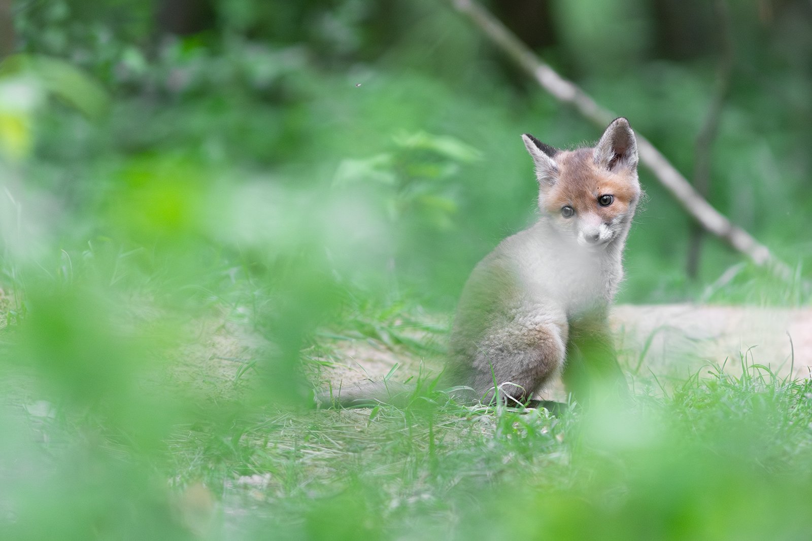 Wildlife-Photography-PTDZ-Poland-x67.jpg