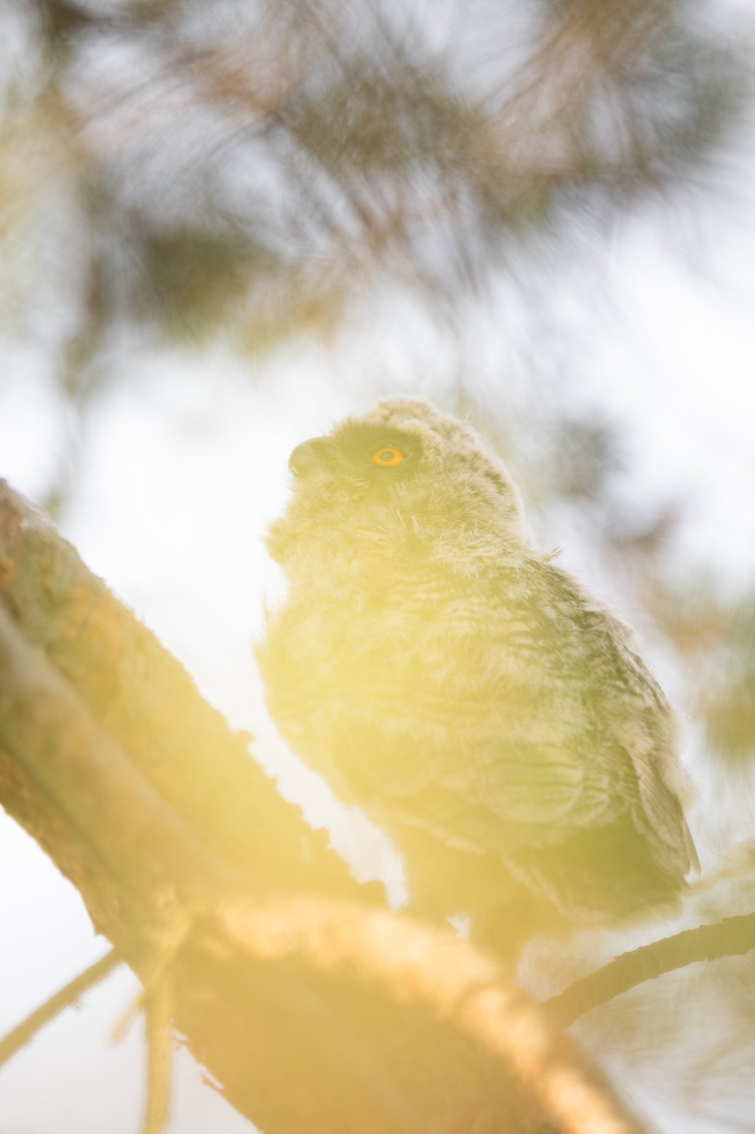 Wildlife-Photography-PTDZ-Poland-Owls-8.jpg