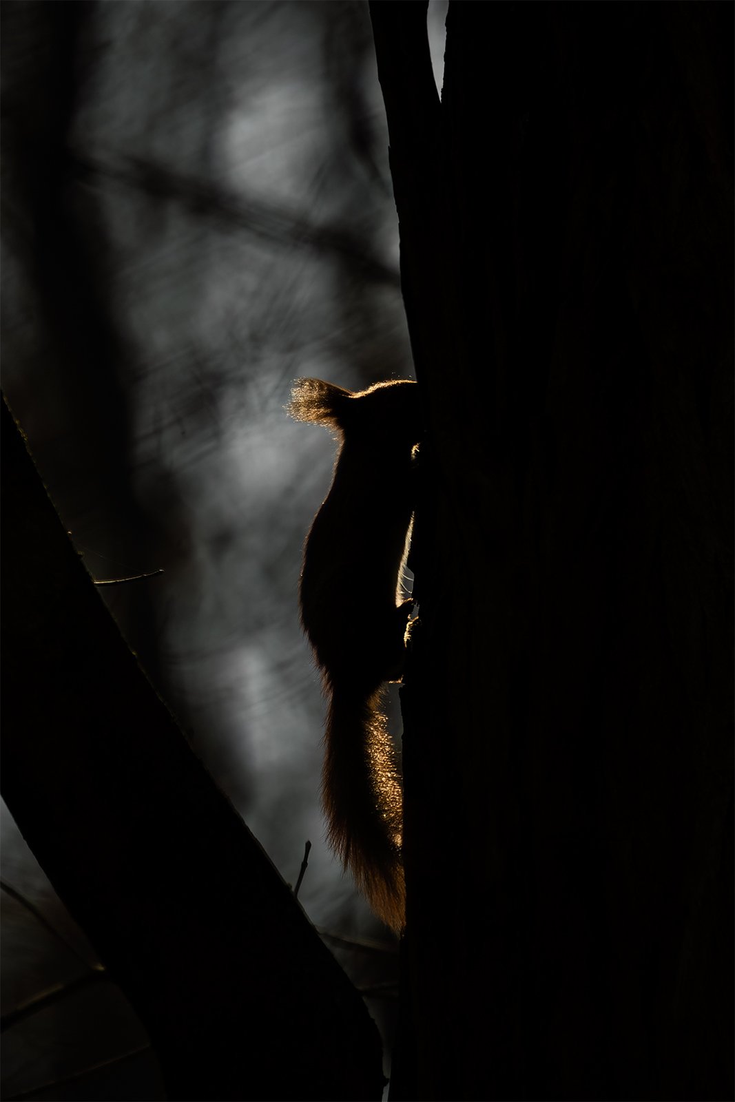 Wildlife-Photography-PTDZ-Poland-x47.jpg