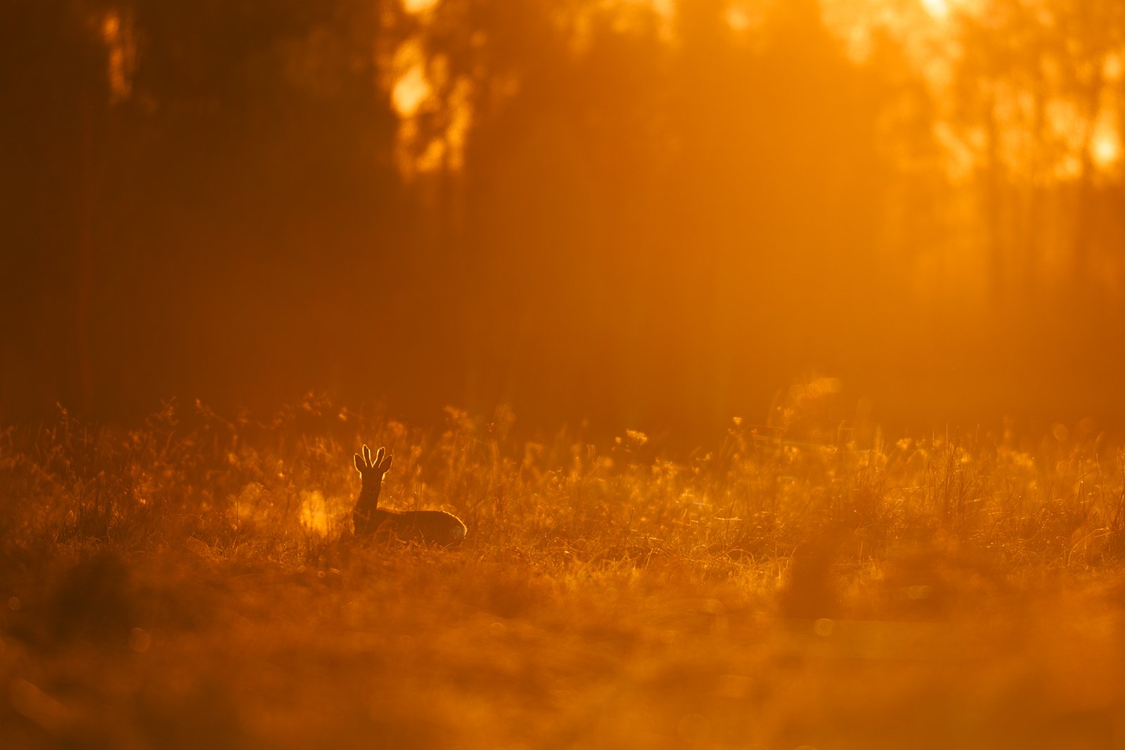 Wildlife-Photography-PTDZ-Poland-x52.jpg