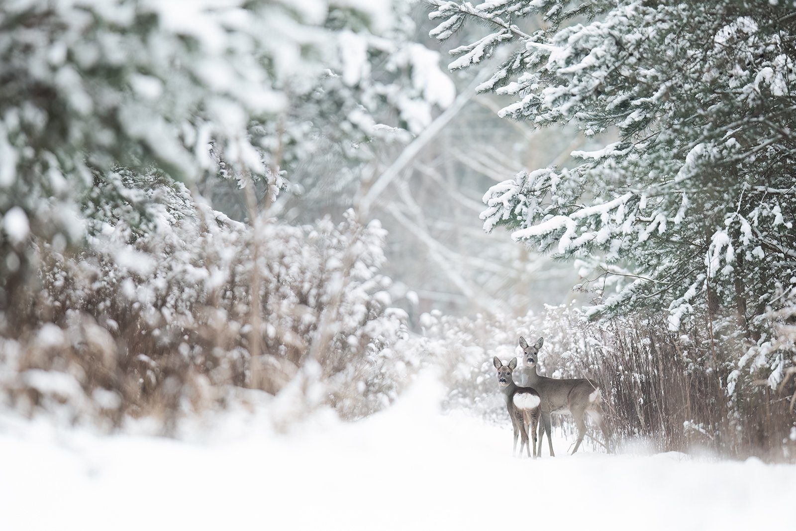 Wildlife-Photography-PTDZ-Poland-x31.jpg