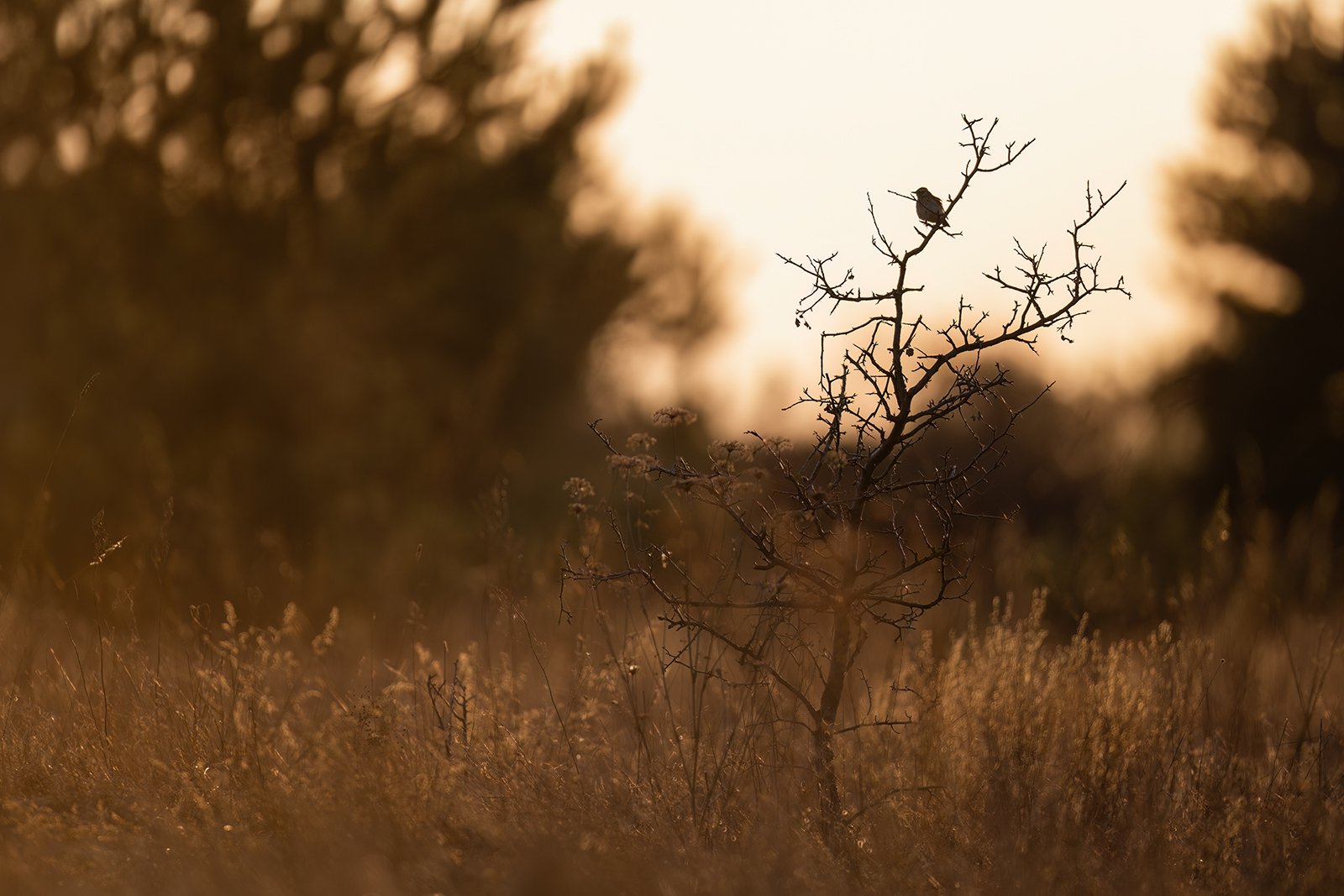 Wildlife-Photography-PTDZ-Poland-x49.jpg