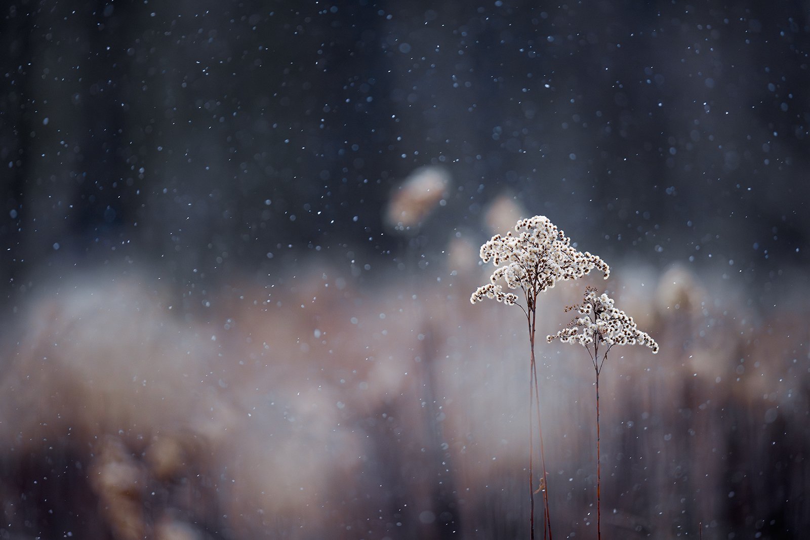 Wildlife-Photography-PTDZ-Poland-x41.jpg