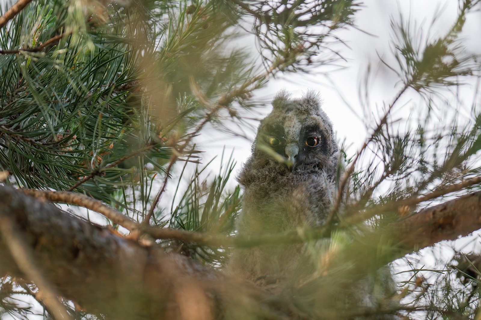 Wildlife-Photography-PTDZ-Poland-x7.jpg
