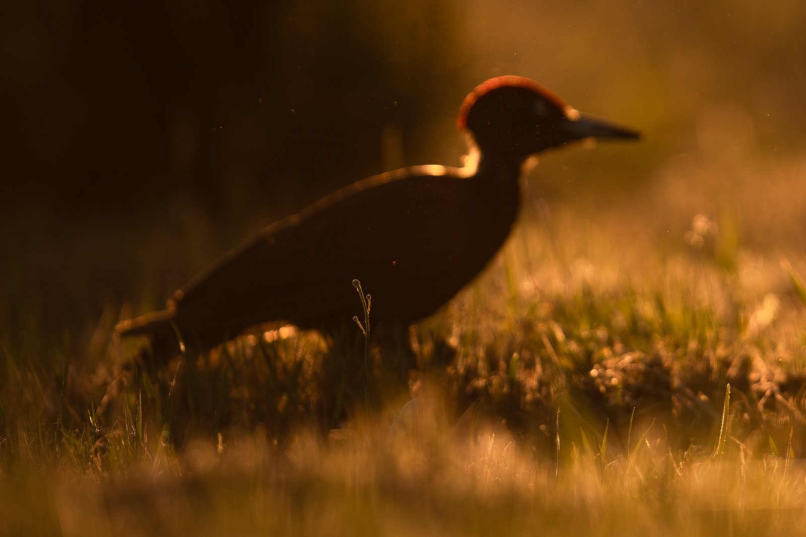 Wildlife-Photography-PTDZ-Poland-x6.jpg