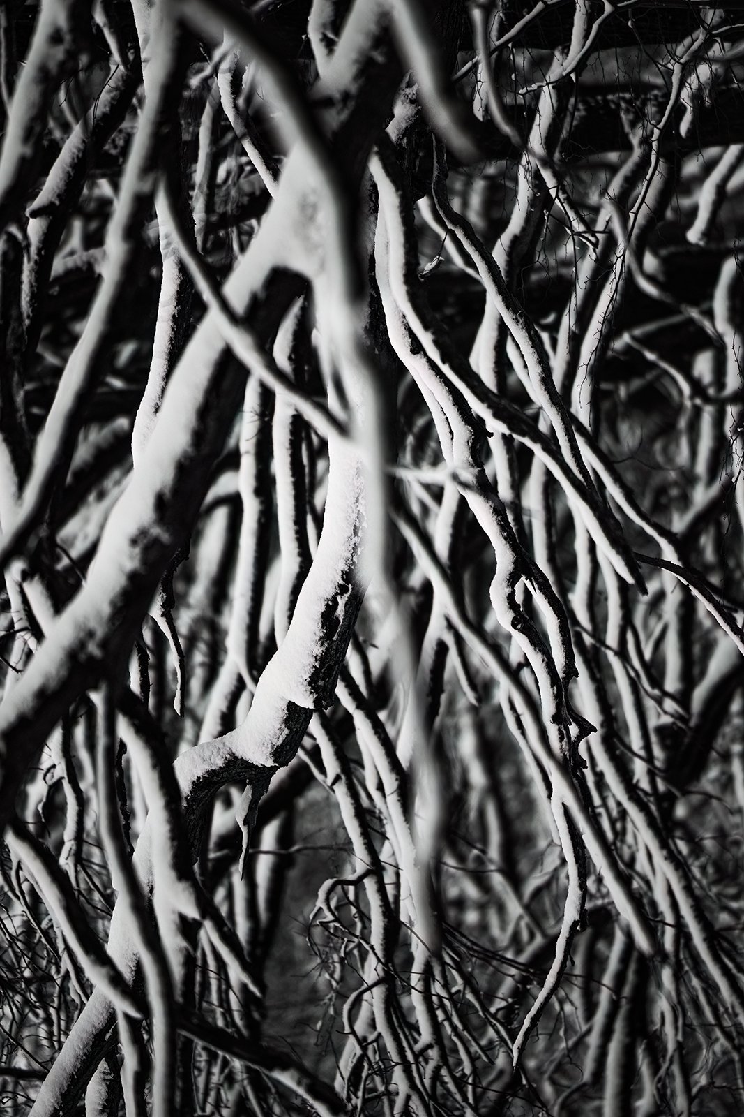 Wildlife-Photography-PTDZ-Poland-x30.jpg