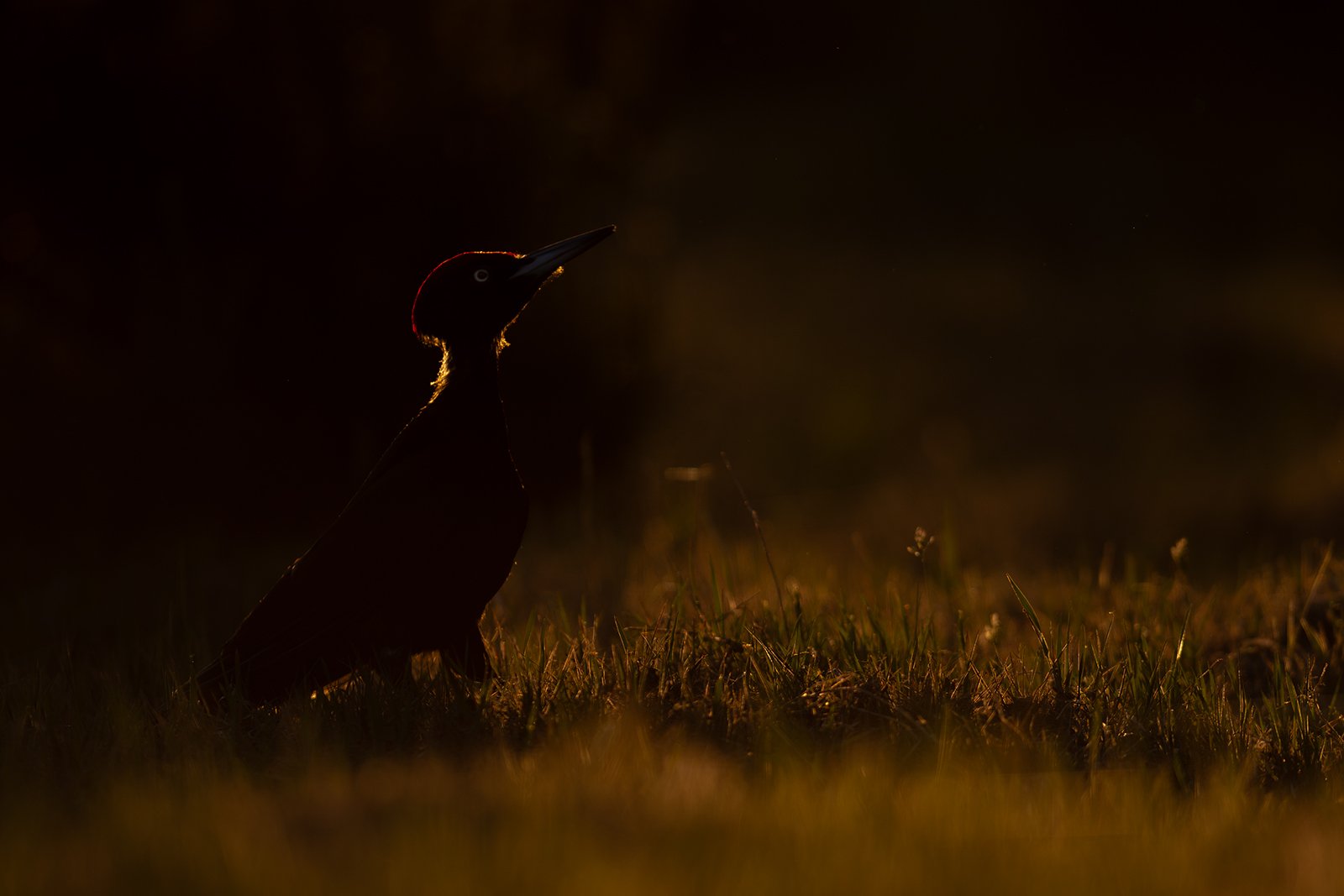 Wildlife-Photography-PTDZ-Poland-x4.jpg