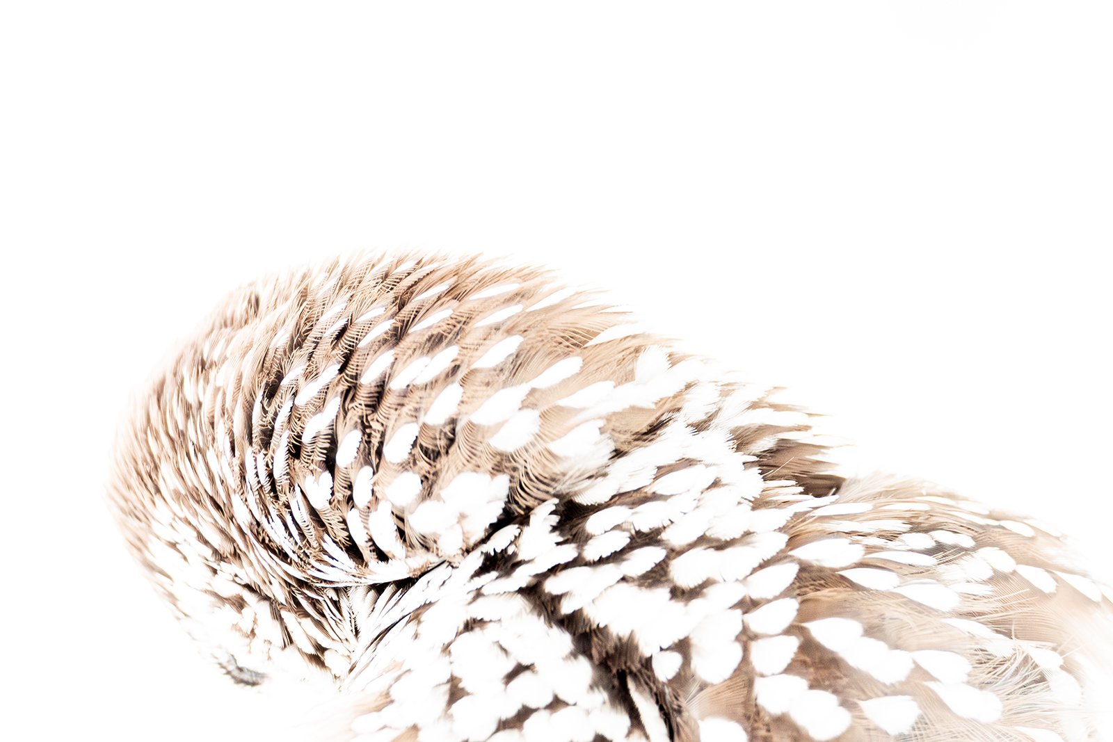 Wildlife-Photography-PTDZ-Poland-Nutcracker-2.jpg